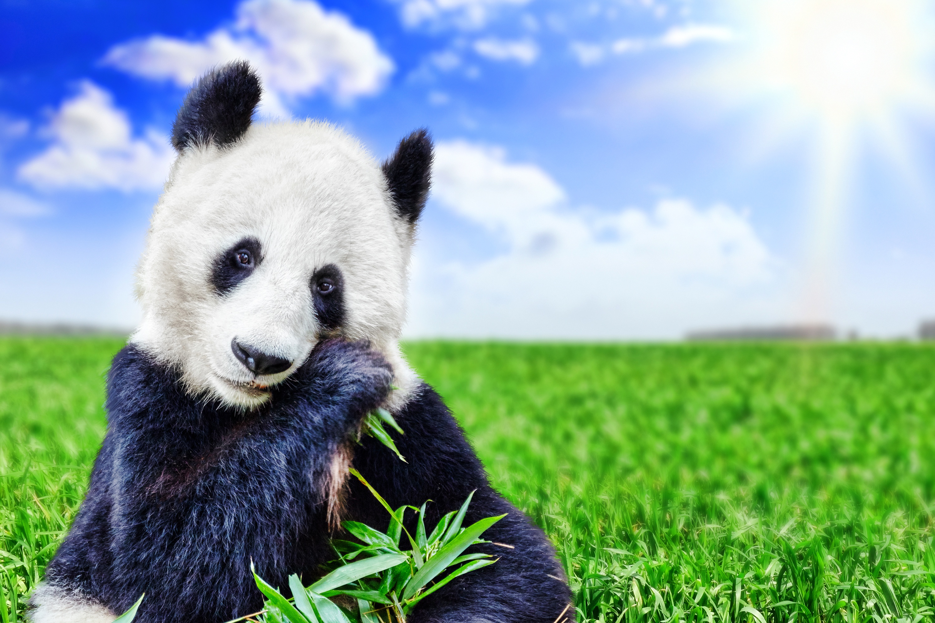 Обои небо, животное, трава, боке, облака, бамбуковый медведь, солнце, большая панда, зелень, поле, панда, медведь, the sky, animal, grass, bokeh, clouds, bamboo bear, the sun, the giant panda, greens, field, panda, bear разрешение 3000x2000 Загрузить