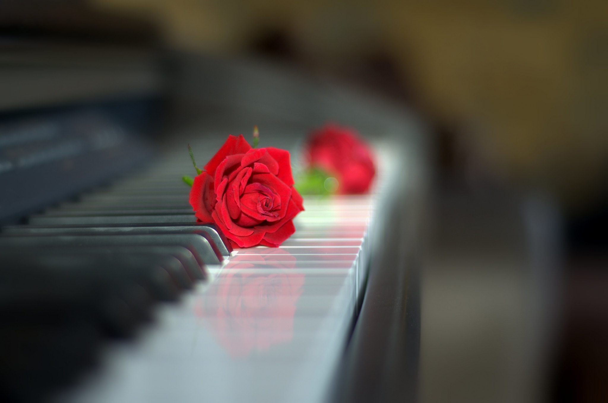 Обои цветы, стиль, роза, пианино, клавиши, красная роза, flowers, style, rose, piano, keys, red rose разрешение 2048x1358 Загрузить