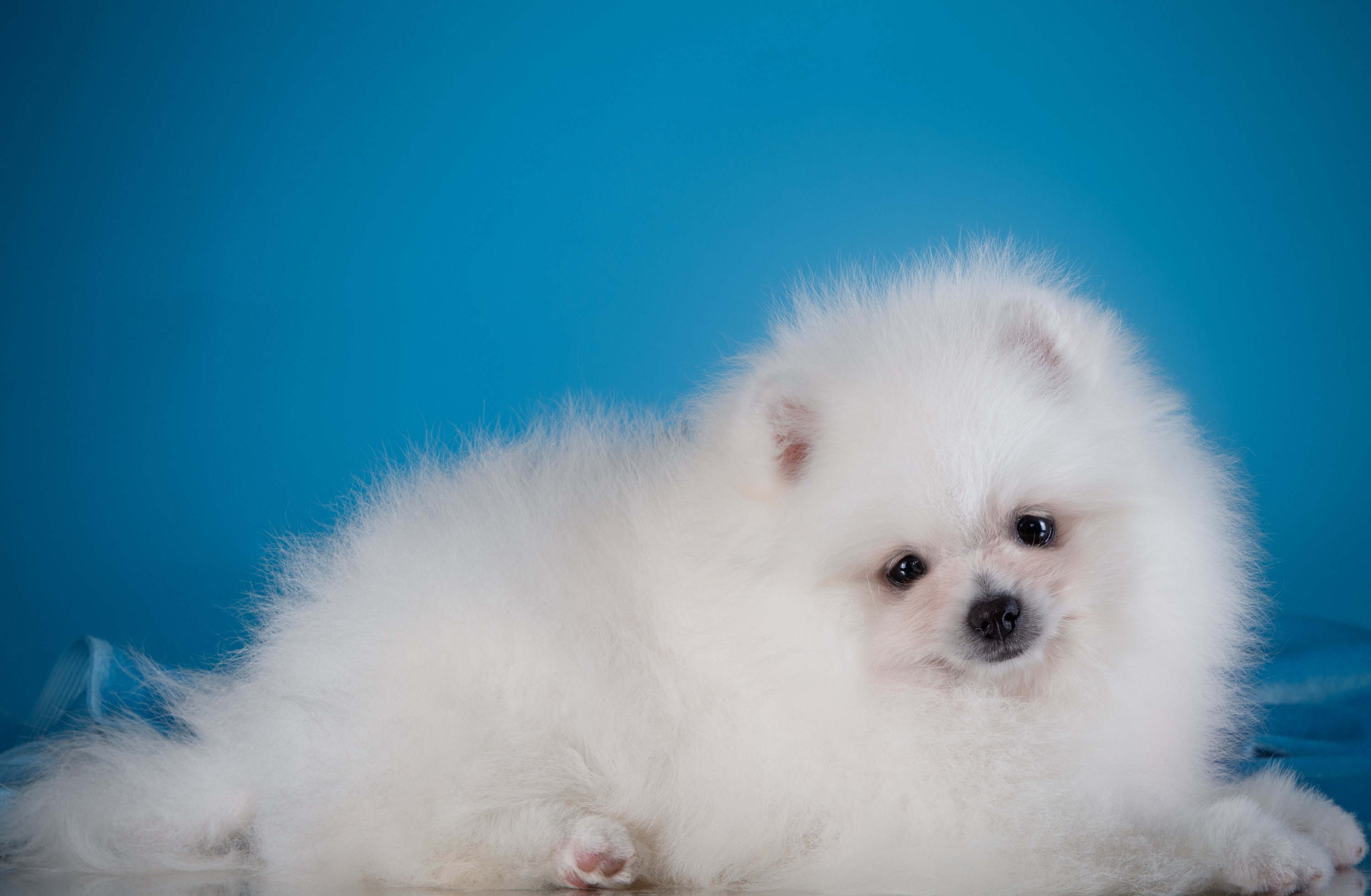 Обои глаза, мордочка, взгляд, белый, собака, щенок, шпиц, eyes, muzzle, look, white, dog, puppy, spitz разрешение 3000x1961 Загрузить