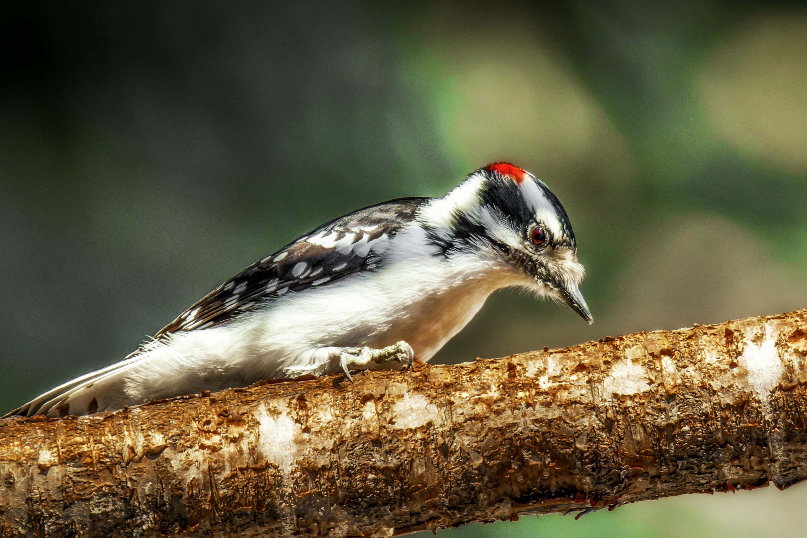 Обои природа, фон, птица, клюв, перья, дятел, nature, background, bird, beak, feathers, woodpecker разрешение 2563x1709 Загрузить