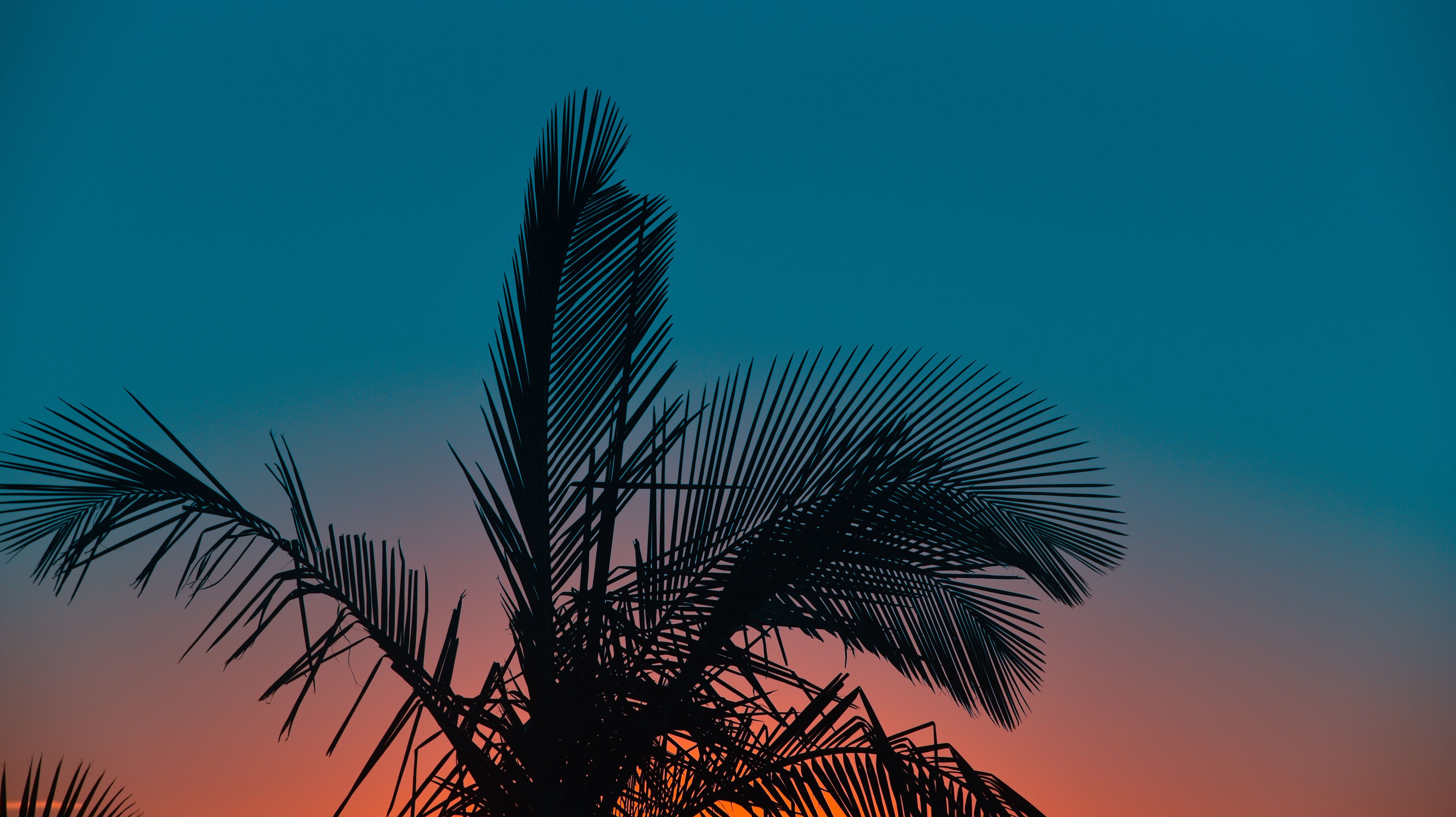 Обои небо, вечер, листья, закат, фон, пальма, the sky, the evening, leaves, sunset, background, palma разрешение 3840x2155 Загрузить
