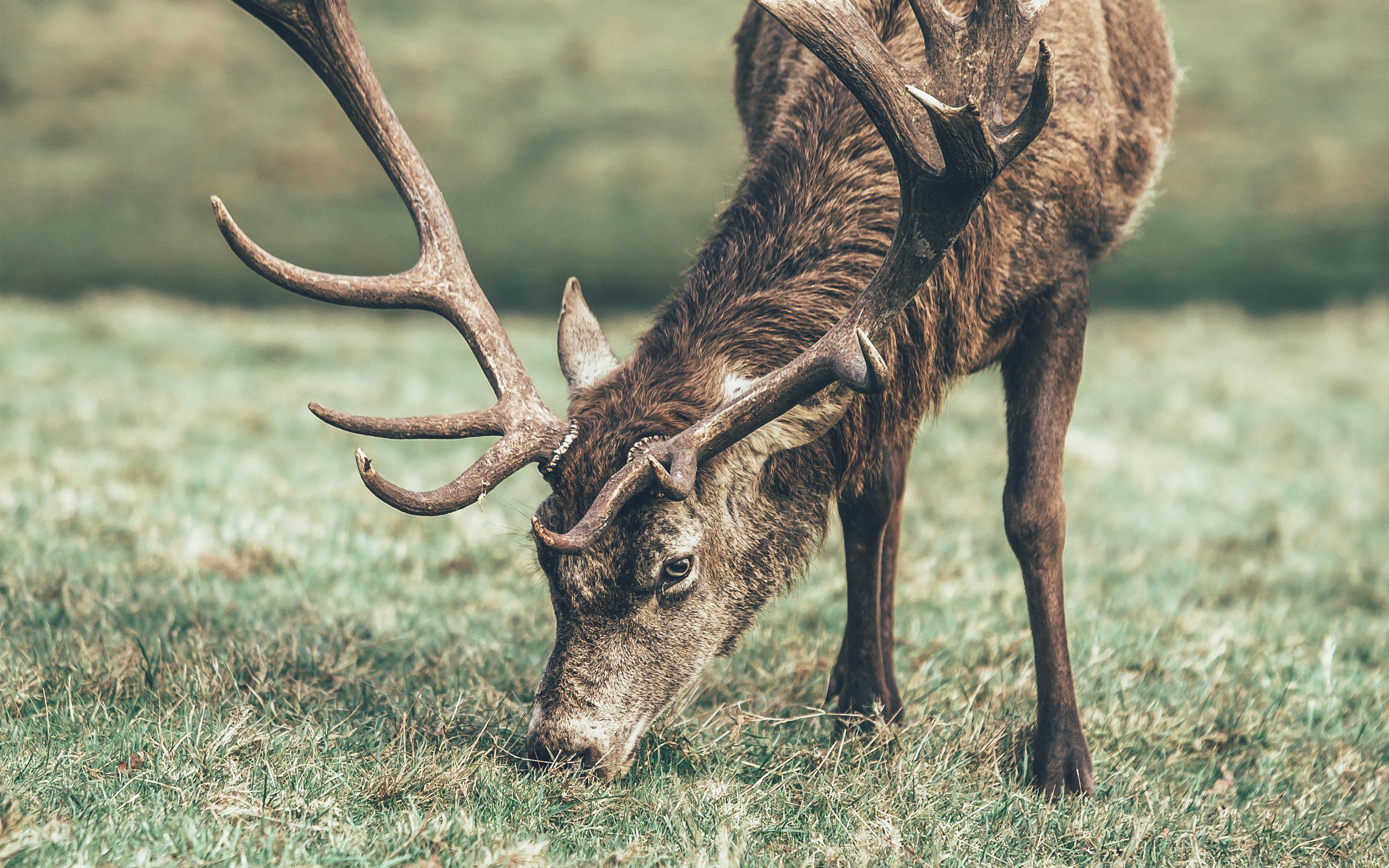 Обои трава, олень, животное, рога, grass, deer, animal, horns разрешение 2560x1600 Загрузить