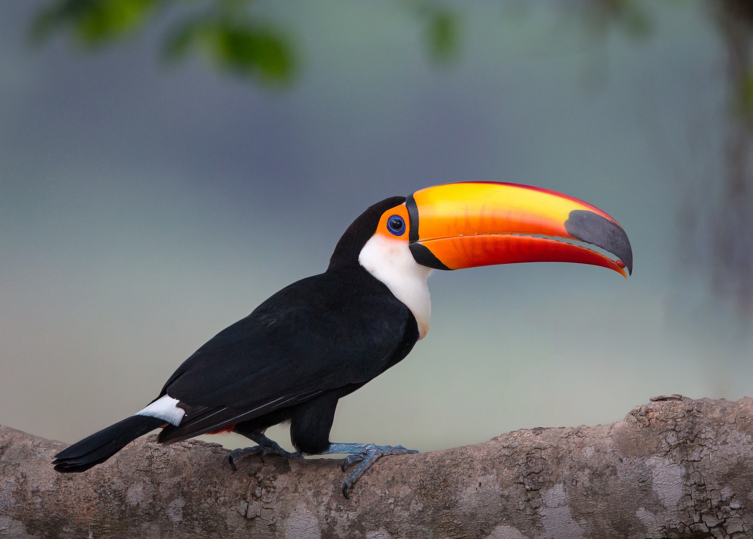 Обои ветка, птица, тукан, клюв, branch, bird, toucan, beak разрешение 2500x1789 Загрузить