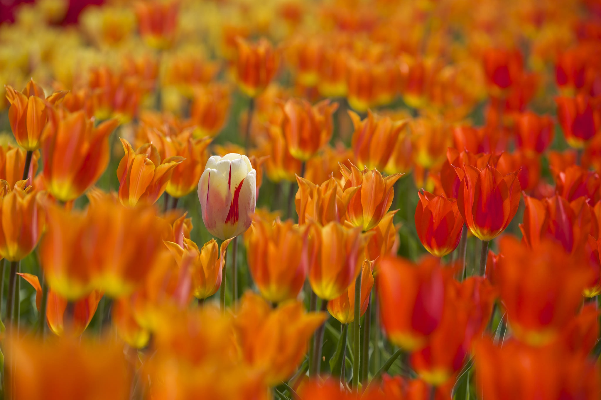 Обои цветы, бутоны, весна, тюльпаны, много, боке, flowers, buds, spring, tulips, a lot, bokeh разрешение 2048x1365 Загрузить