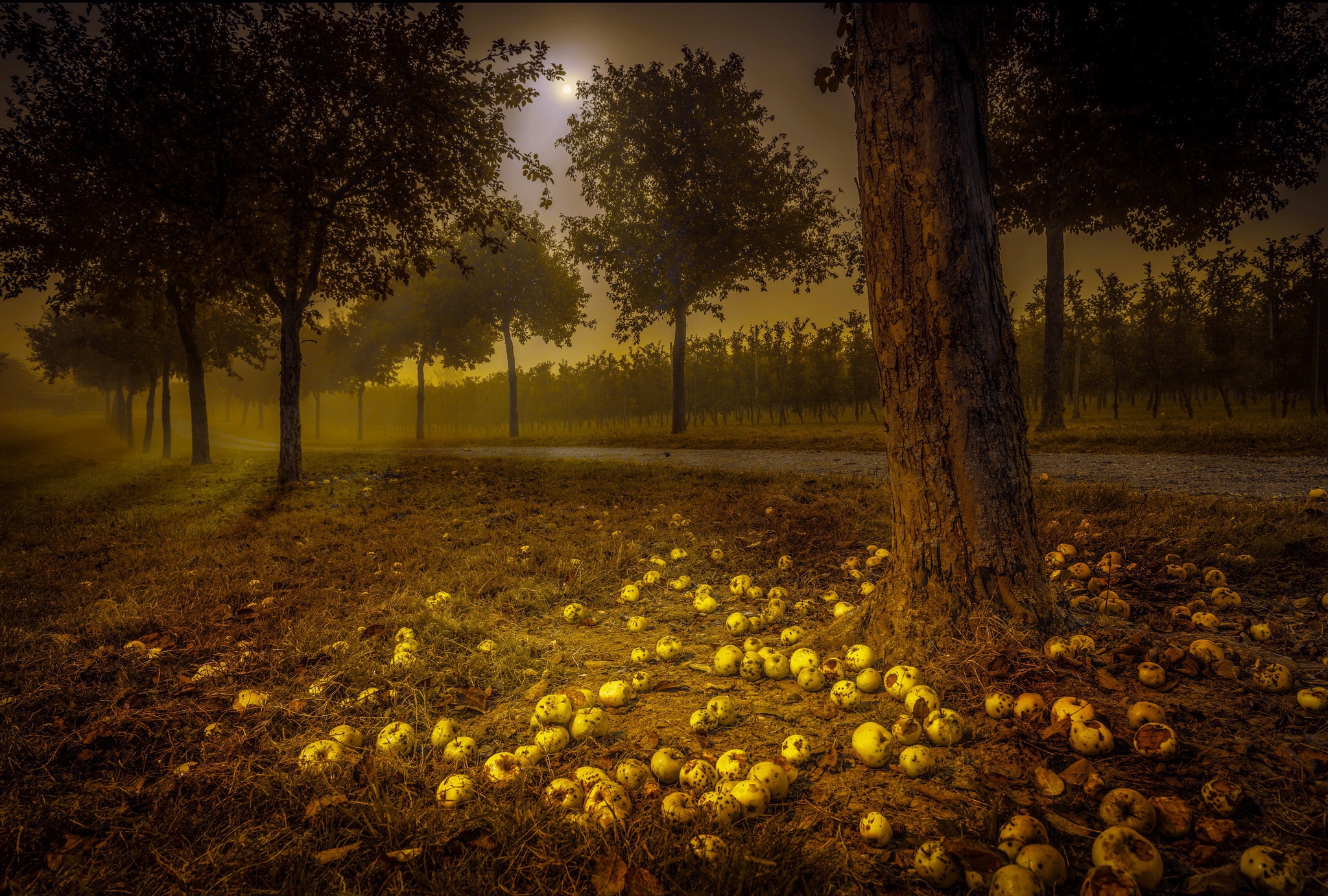 Обои дорога, ночь, деревья, яблоки, road, night, trees, apples разрешение 2048x1383 Загрузить