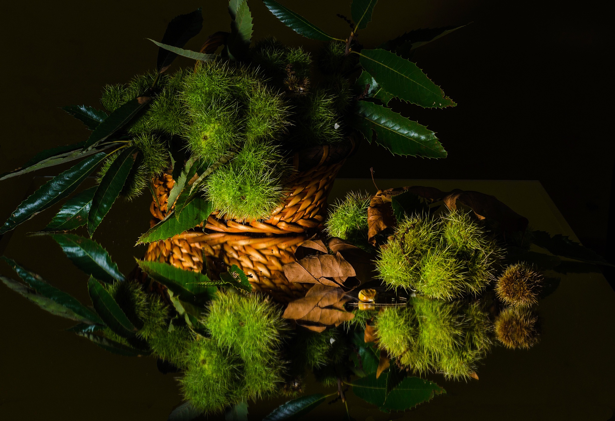 Обои зелень, листья, отражение, черный фон, натюрморт, каштан, greens, leaves, reflection, black background, still life, chestnut разрешение 2048x1401 Загрузить