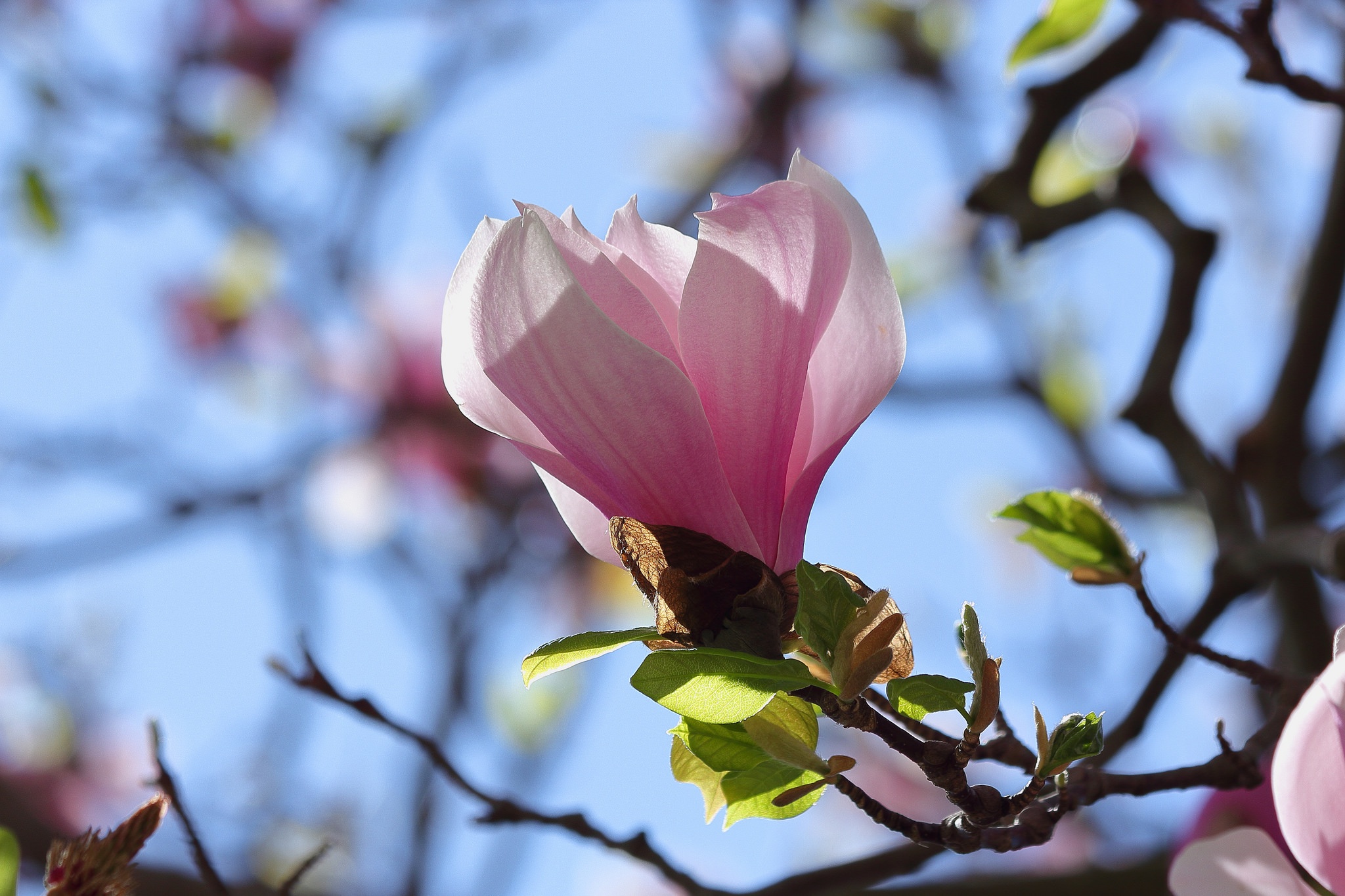 Обои небо, ветка, цветение, бутон, весна, магнолия, the sky, branch, flowering, bud, spring, magnolia разрешение 2048x1365 Загрузить