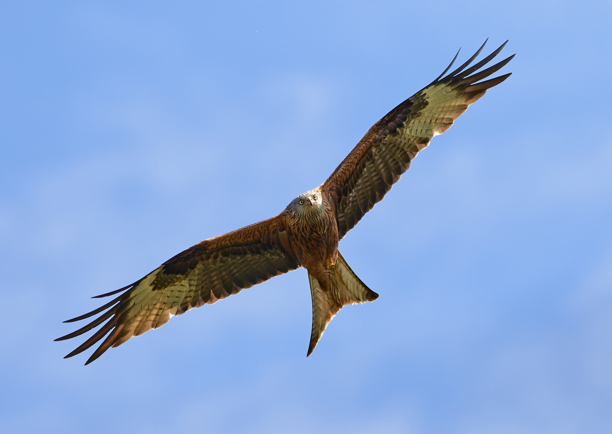 Обои полет, крылья, птицы, коршун, flight, wings, birds, kite разрешение 2048x1453 Загрузить