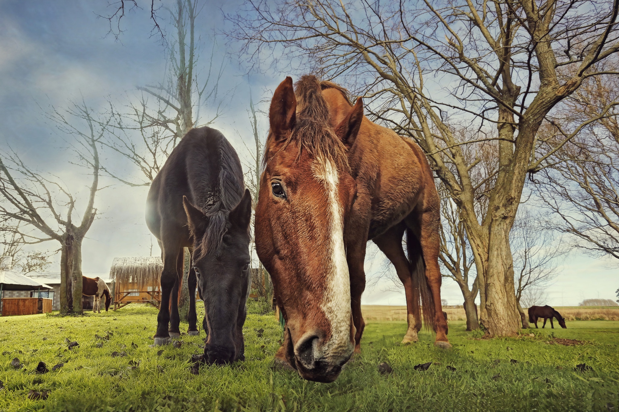 Обои природа, фон, лошади, кони, nature, background, horse, horses разрешение 2048x1365 Загрузить