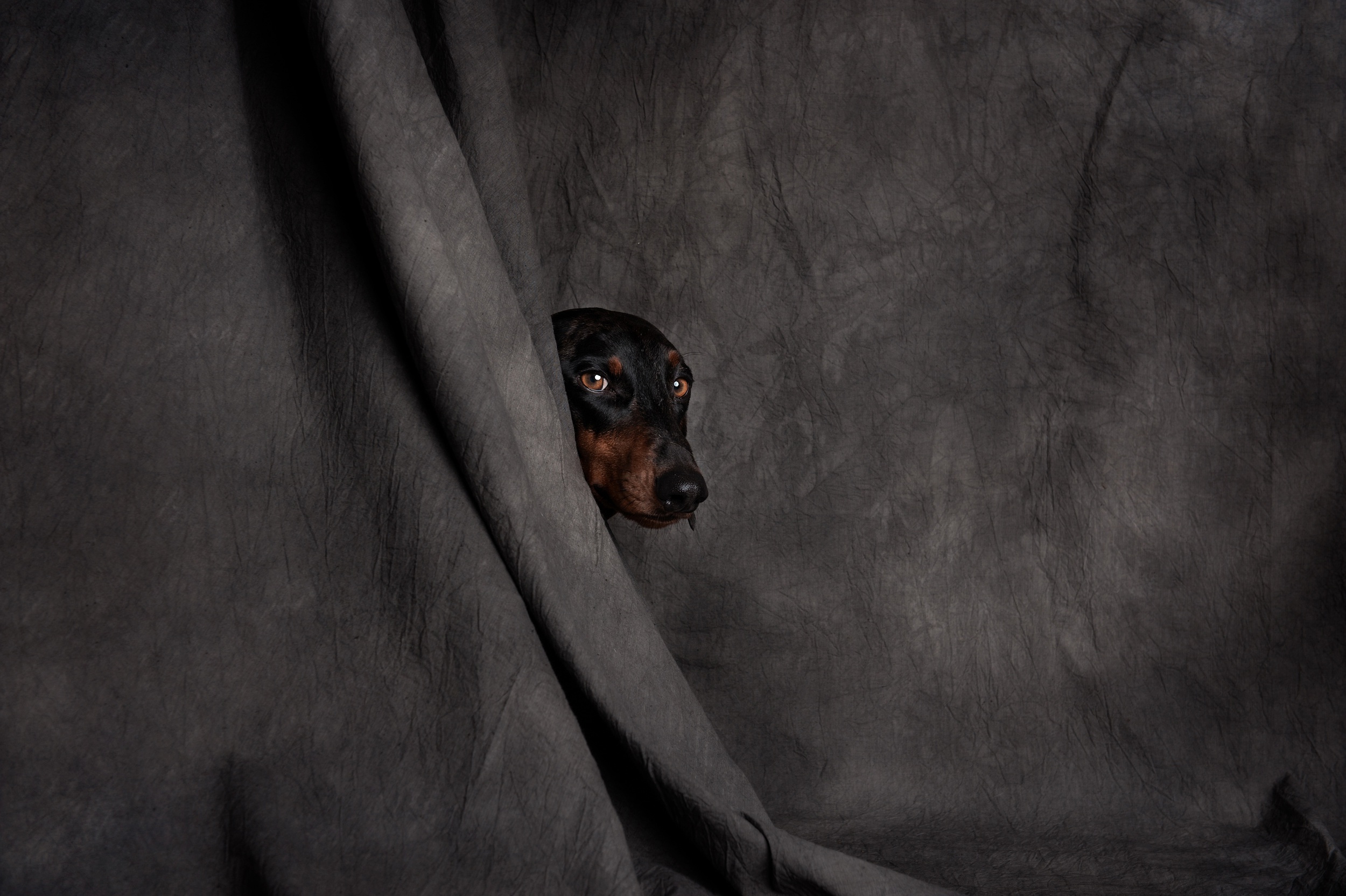 Обои глаза, мордочка, взгляд, собака, ткань, голова, eyes, muzzle, look, dog, fabric, head разрешение 2500x1664 Загрузить