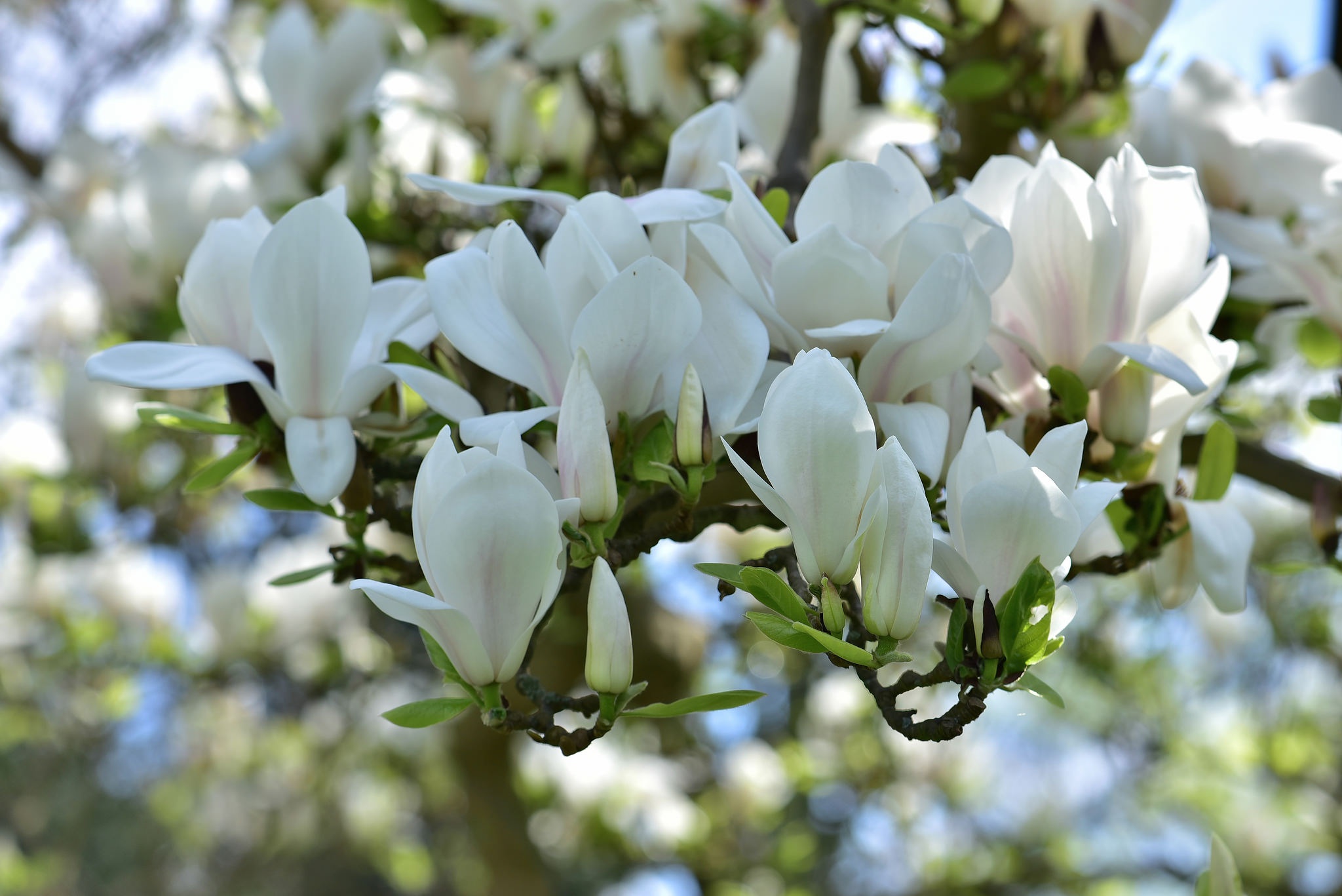 Обои цветение, весна, белая, магнолия, flowering, spring, white, magnolia разрешение 2048x1367 Загрузить