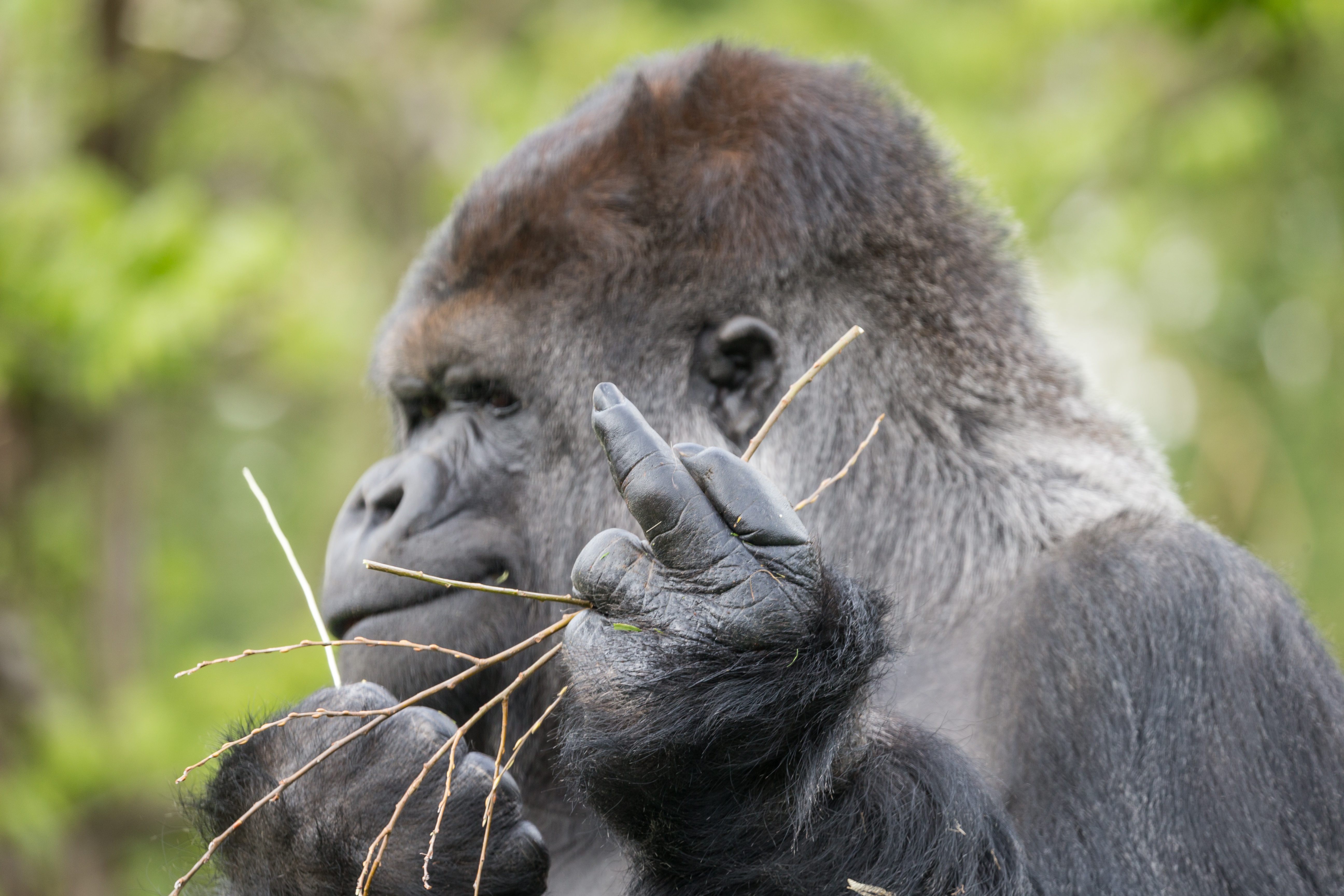 Обои профиль, знак, обезьяна, жест, горилла, примат, profile, sign, monkey, gesture, gorilla, the primacy of разрешение 5184x3456 Загрузить