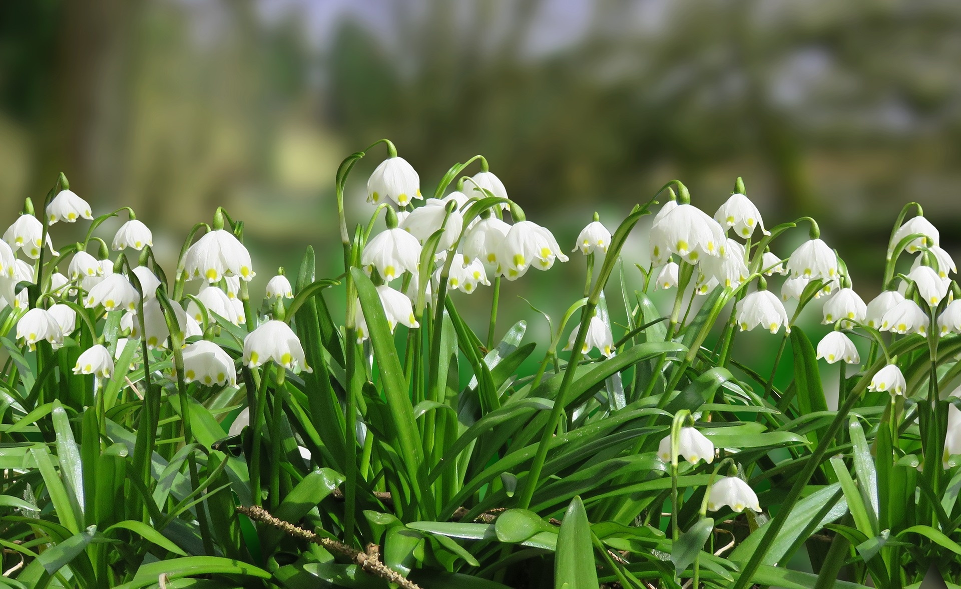 Обои цветы, листья, весна, белоцветник, flowers, leaves, spring, snowflake разрешение 1920x1178 Загрузить