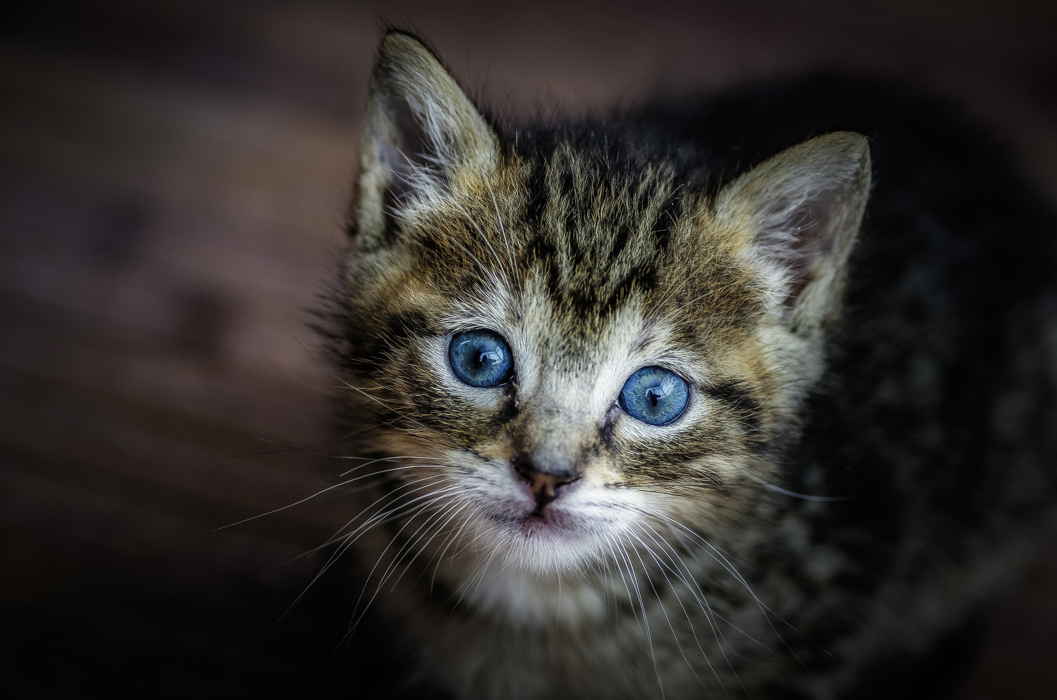 Обои мордочка, кошка, взгляд, котенок, малыш, голубые глаза, muzzle, cat, look, kitty, baby, blue eyes разрешение 3600x2384 Загрузить