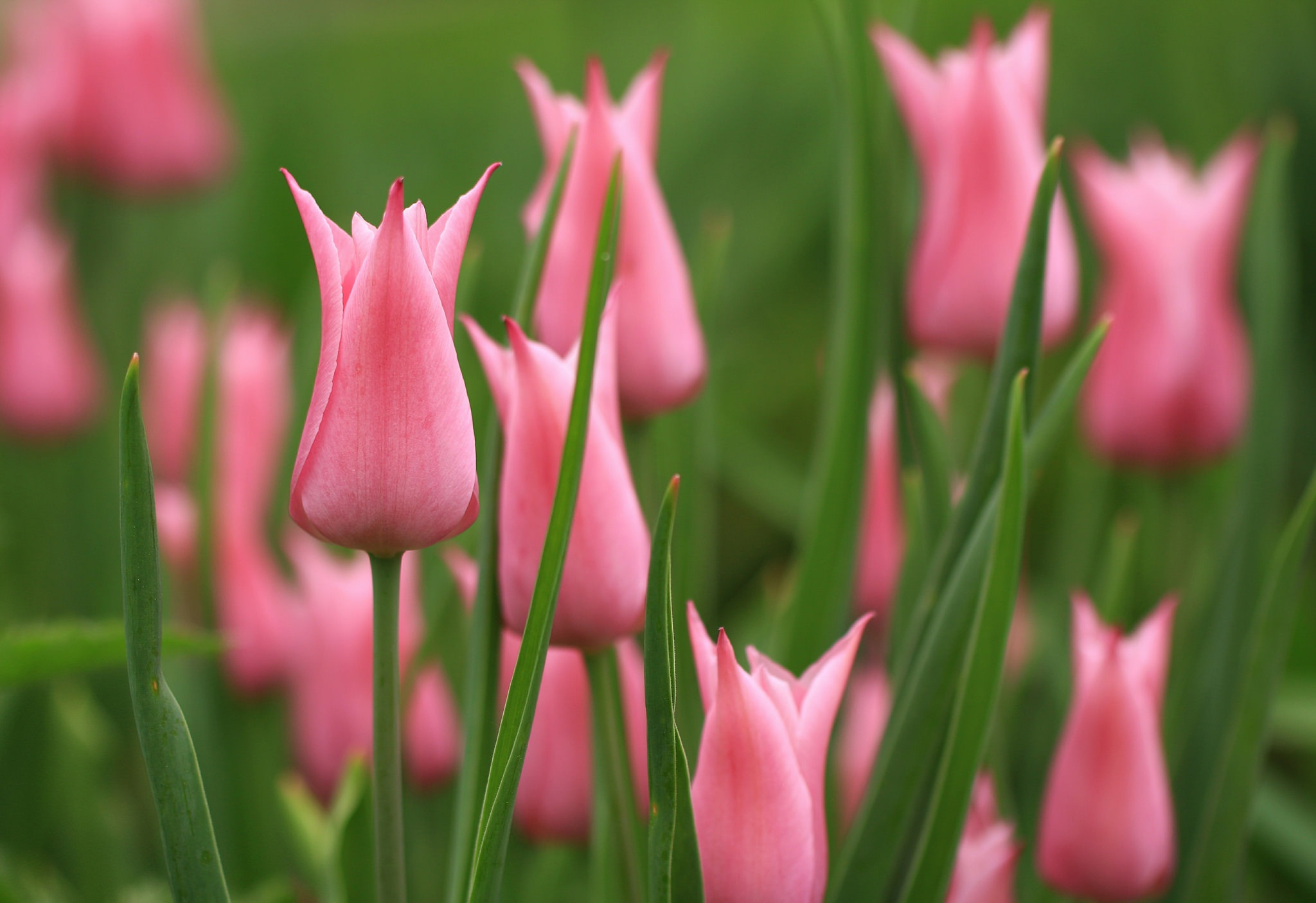 Обои цветы, бутоны, весна, тюльпаны, розовые, flowers, buds, spring, tulips, pink разрешение 2048x1406 Загрузить