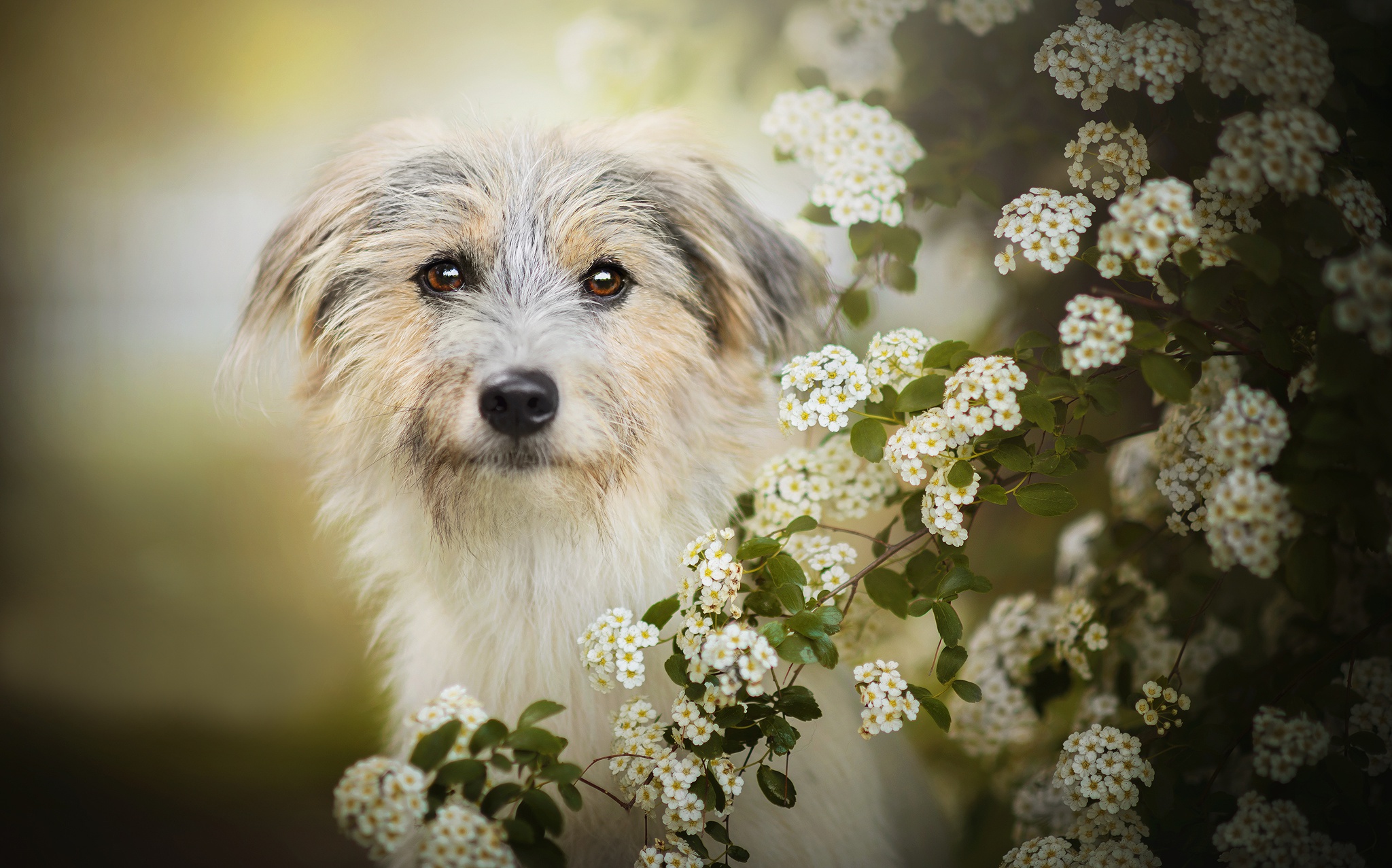 Обои цветение, собака, боке, лилли, flowering, dog, bokeh, lilly разрешение 2048x1277 Загрузить