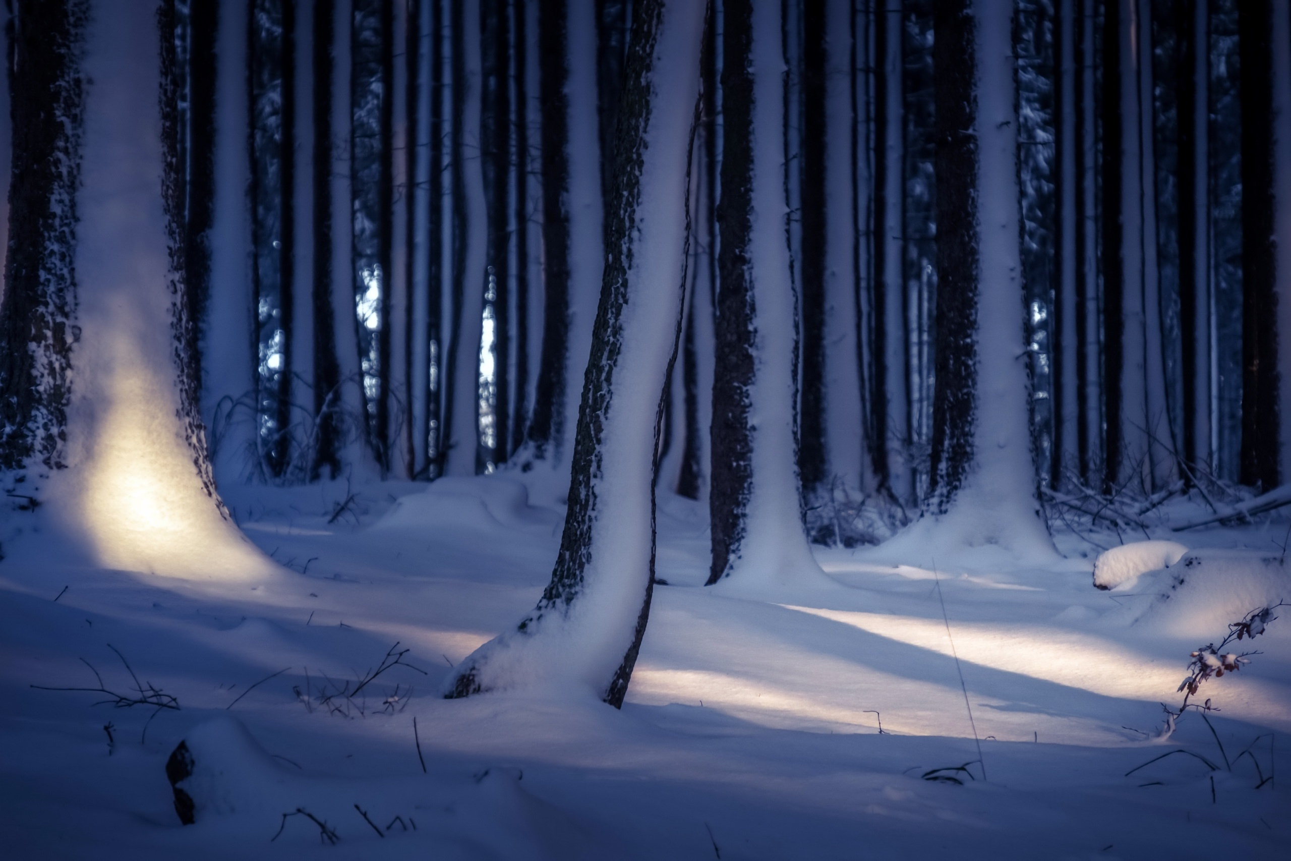 Обои деревья, снег, лес, зима, стволы, trees, snow, forest, winter, trunks разрешение 2560x1707 Загрузить