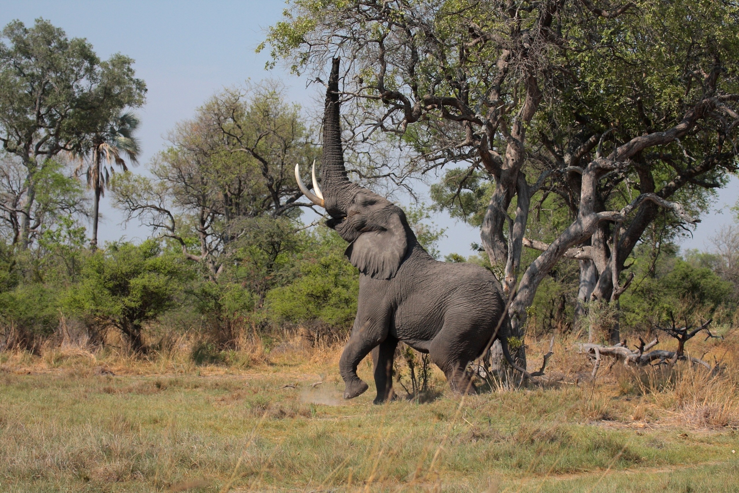 Обои трава, деревья, слон, хобот, бивни, grass, trees, elephant, trunk, tusks разрешение 2560x1707 Загрузить