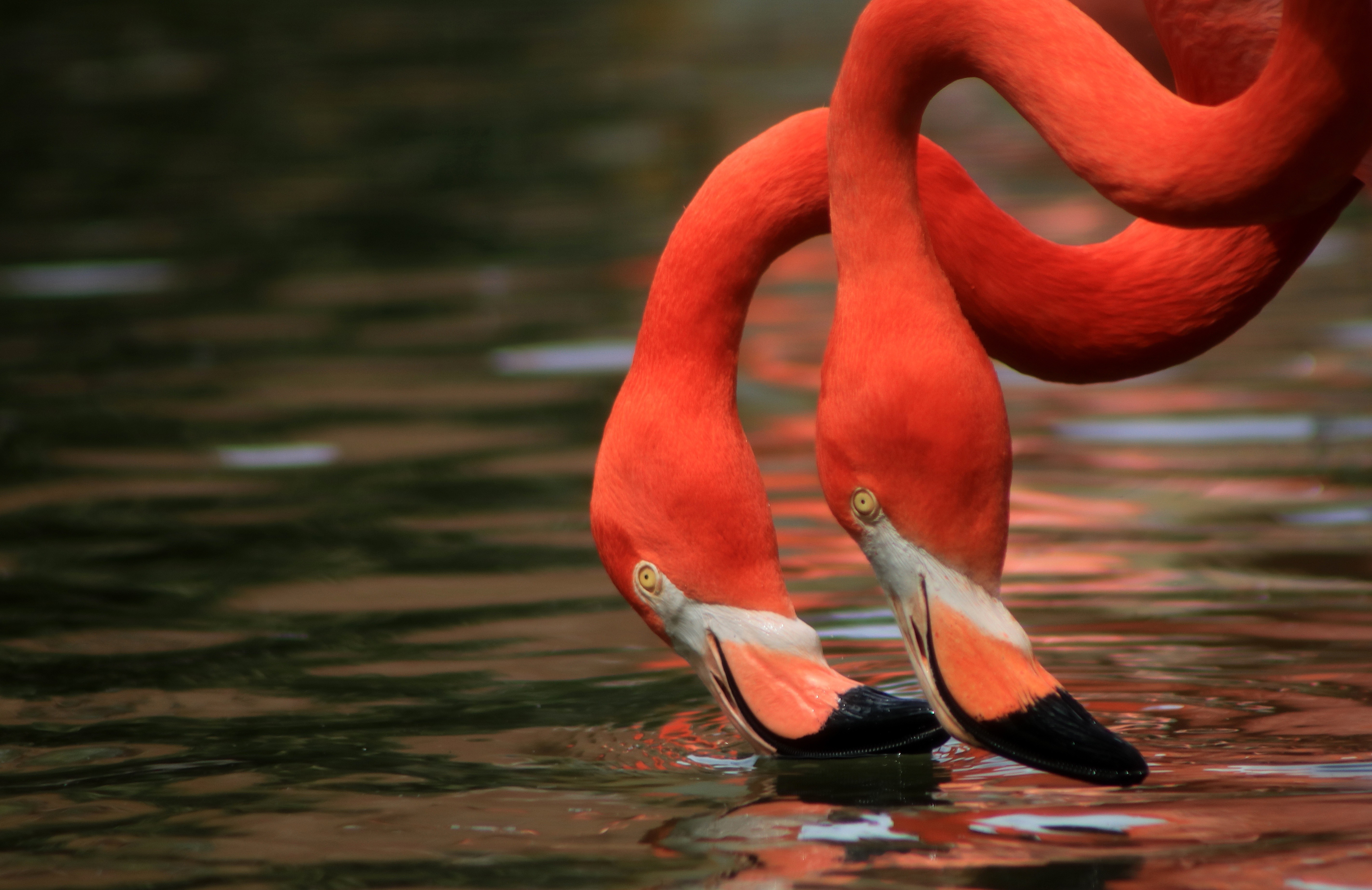 Обои вода, фламинго, птицы, клюв, шея, дуэт, water, flamingo, birds, beak, neck, duo разрешение 5692x3690 Загрузить