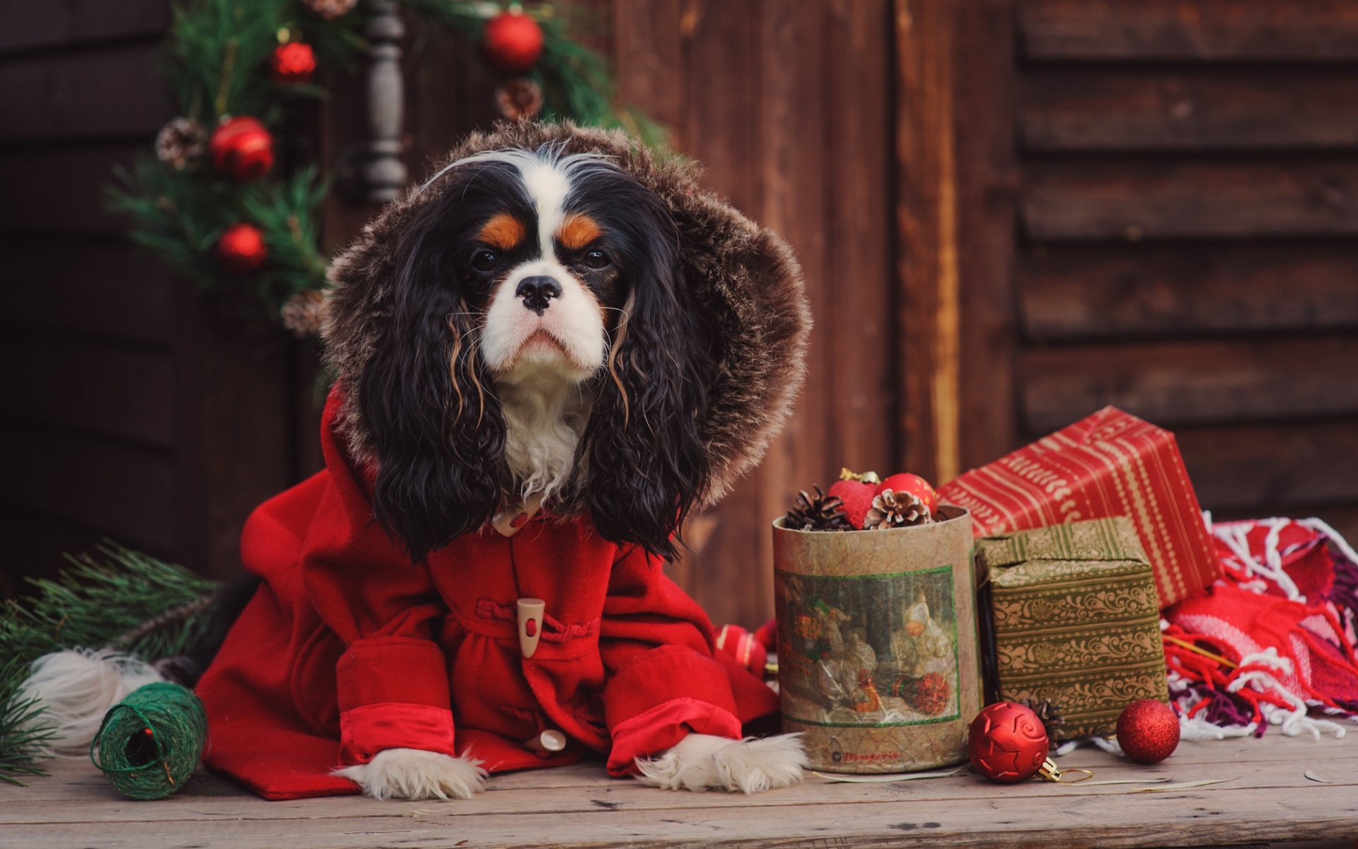 Обои новый год, собака, костюм, спаниель, кавалер-кинг-чарльз-спаниель, new year, dog, costume, spaniel, cavalier-king-charles-spaniel разрешение 1920x1200 Загрузить