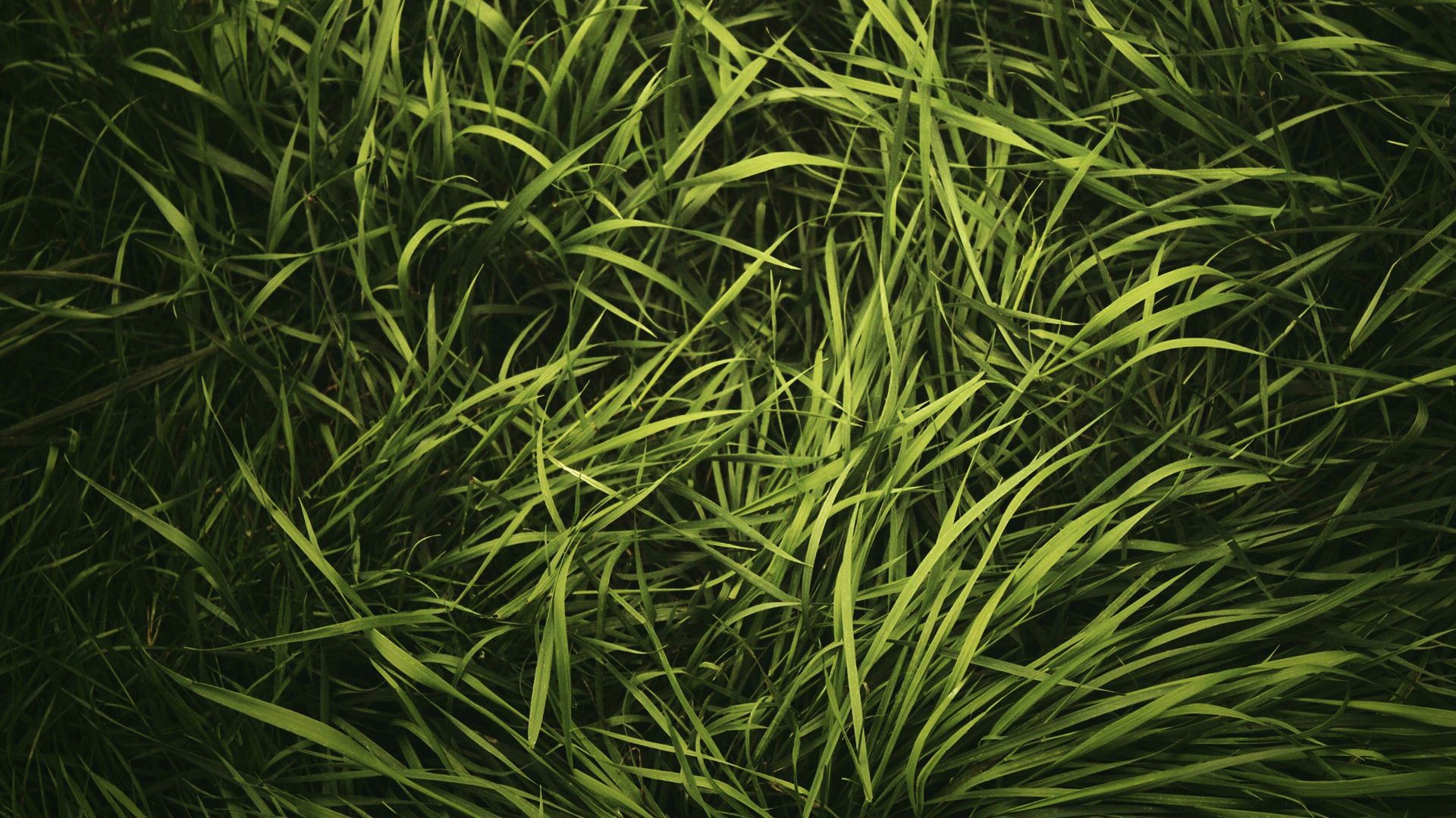 Обои трава, природа, зелёный, лужайка, газон, grass, nature, green, lawn разрешение 1920x1080 Загрузить