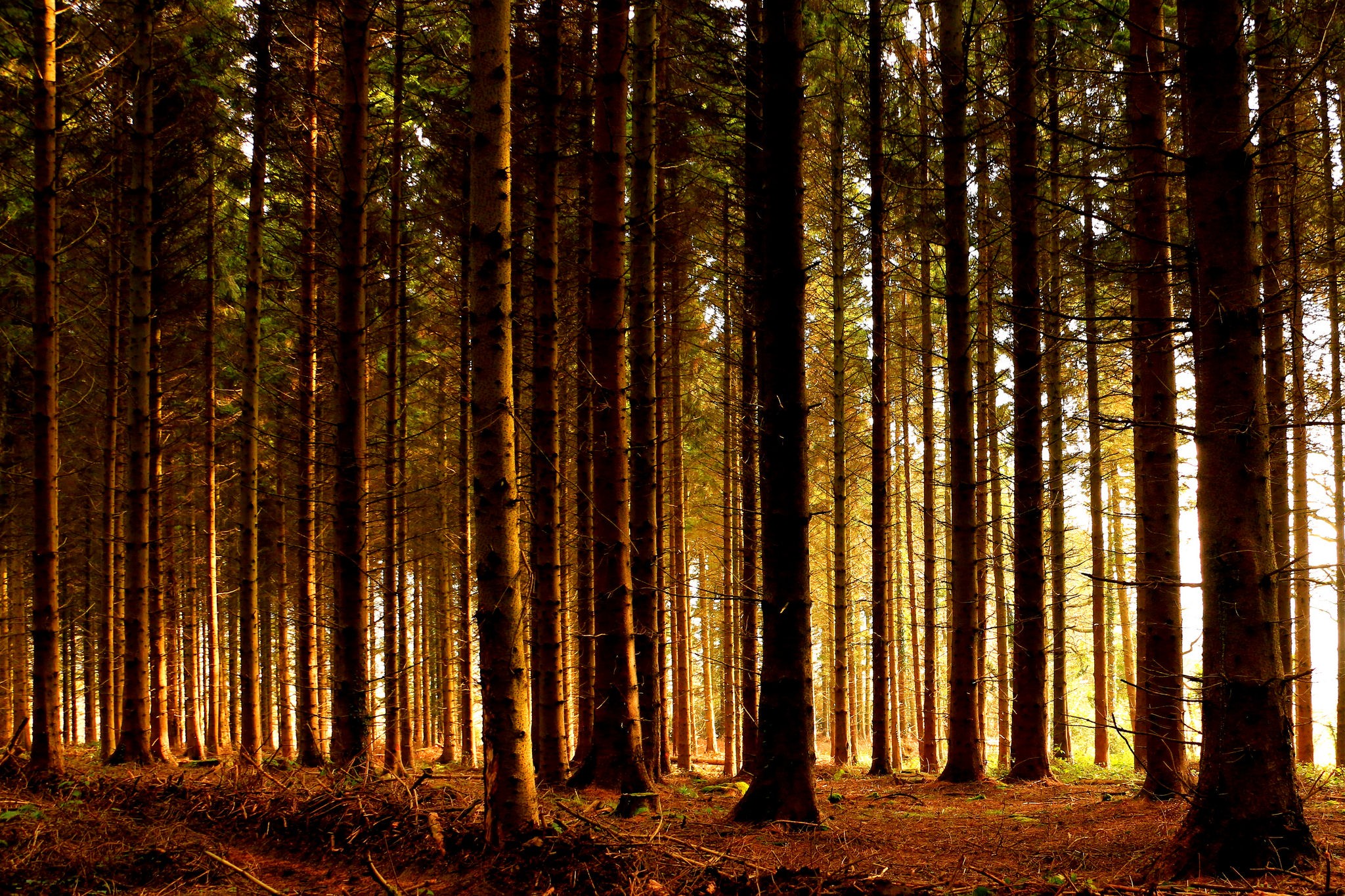 Обои деревья, природа, лес, стволы, осень, солнечный свет, trees, nature, forest, trunks, autumn, sunlight разрешение 2048x1365 Загрузить