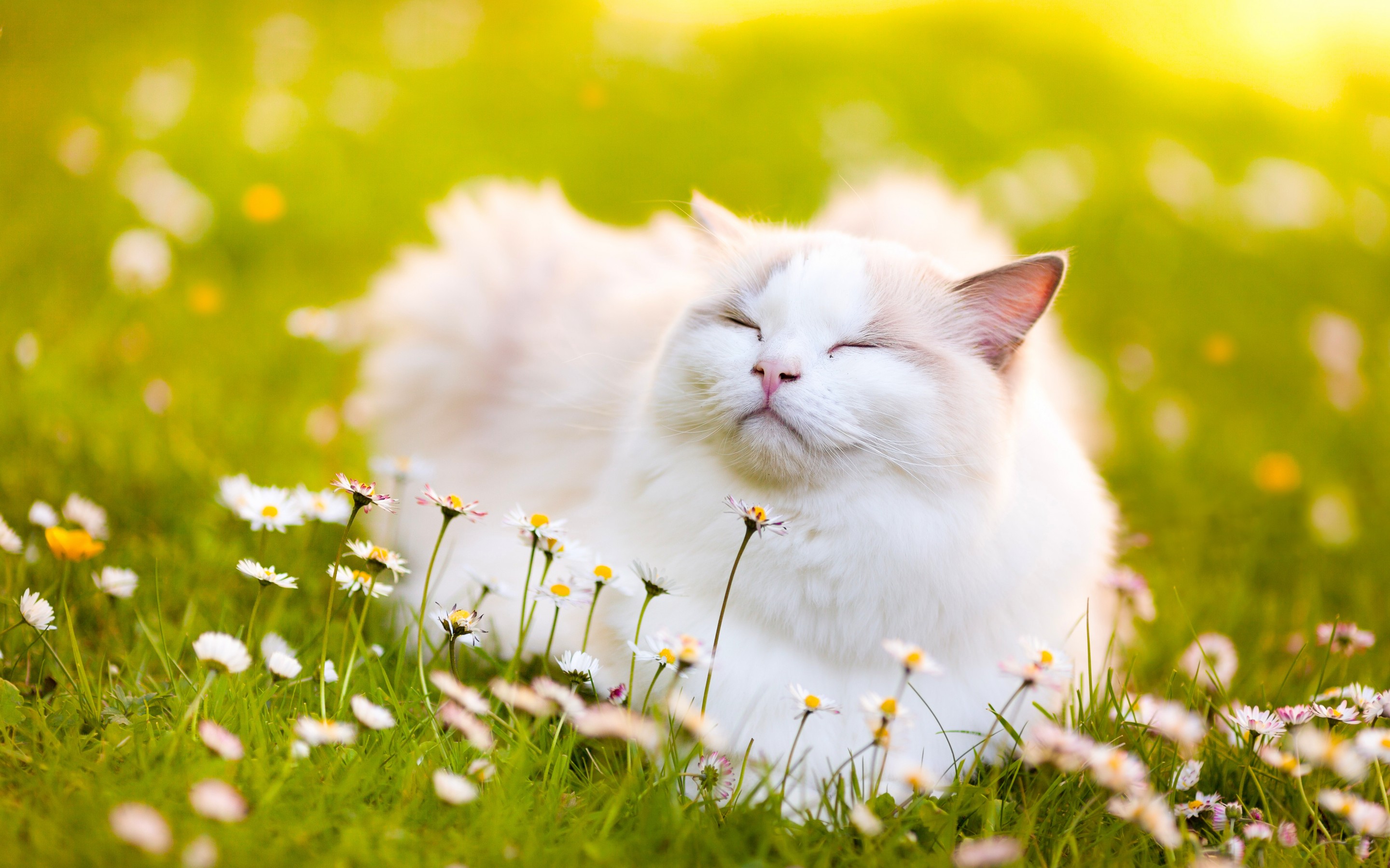 Обои кот, кошка, ромашки, рэгдолл, cat, chamomile, ragdoll разрешение 2880x1800 Загрузить