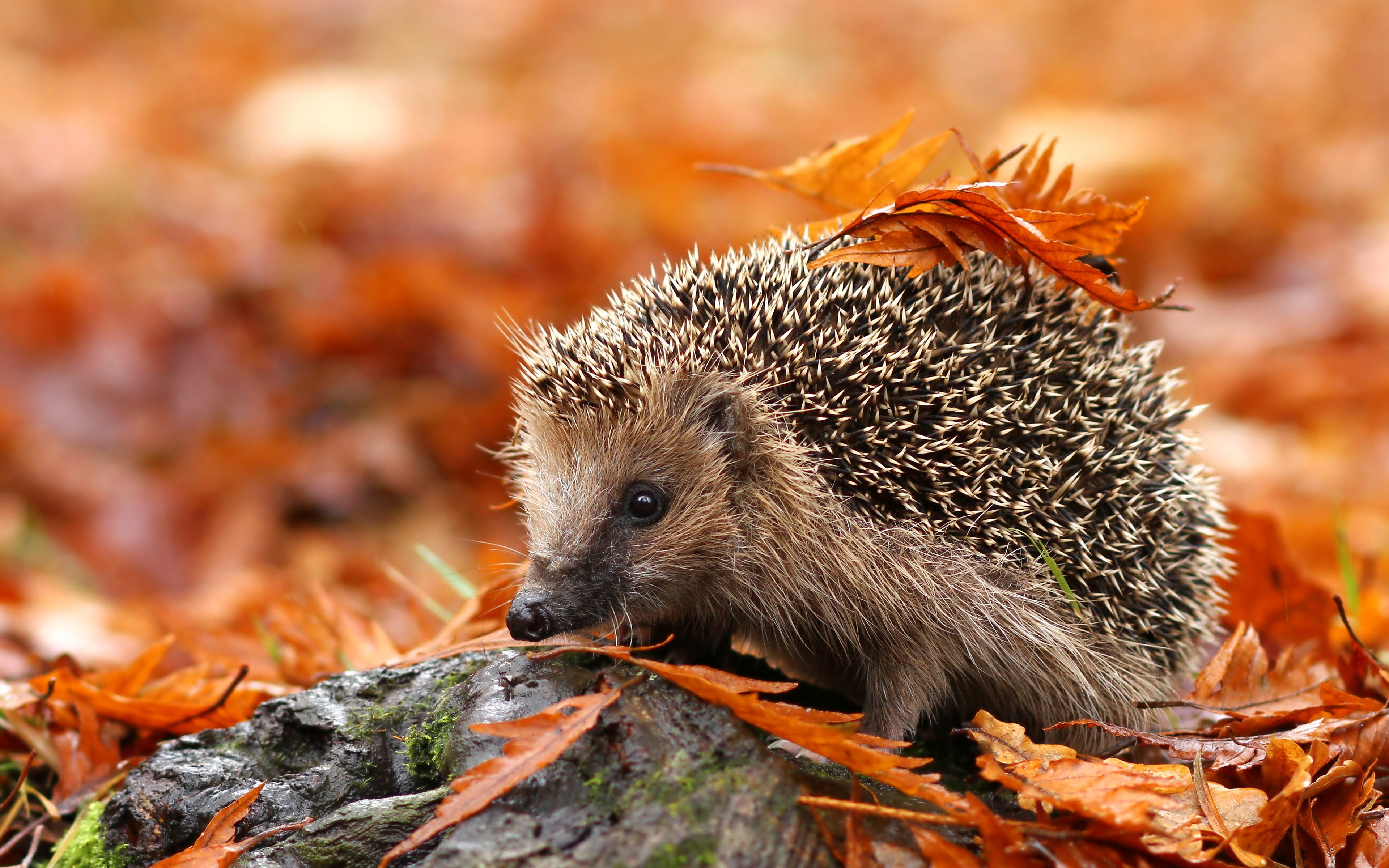 Обои листья, осень, животное, ежик, еж, осенние листья, leaves, autumn, animal, hedgehog, autumn leaves разрешение 3840x2400 Загрузить