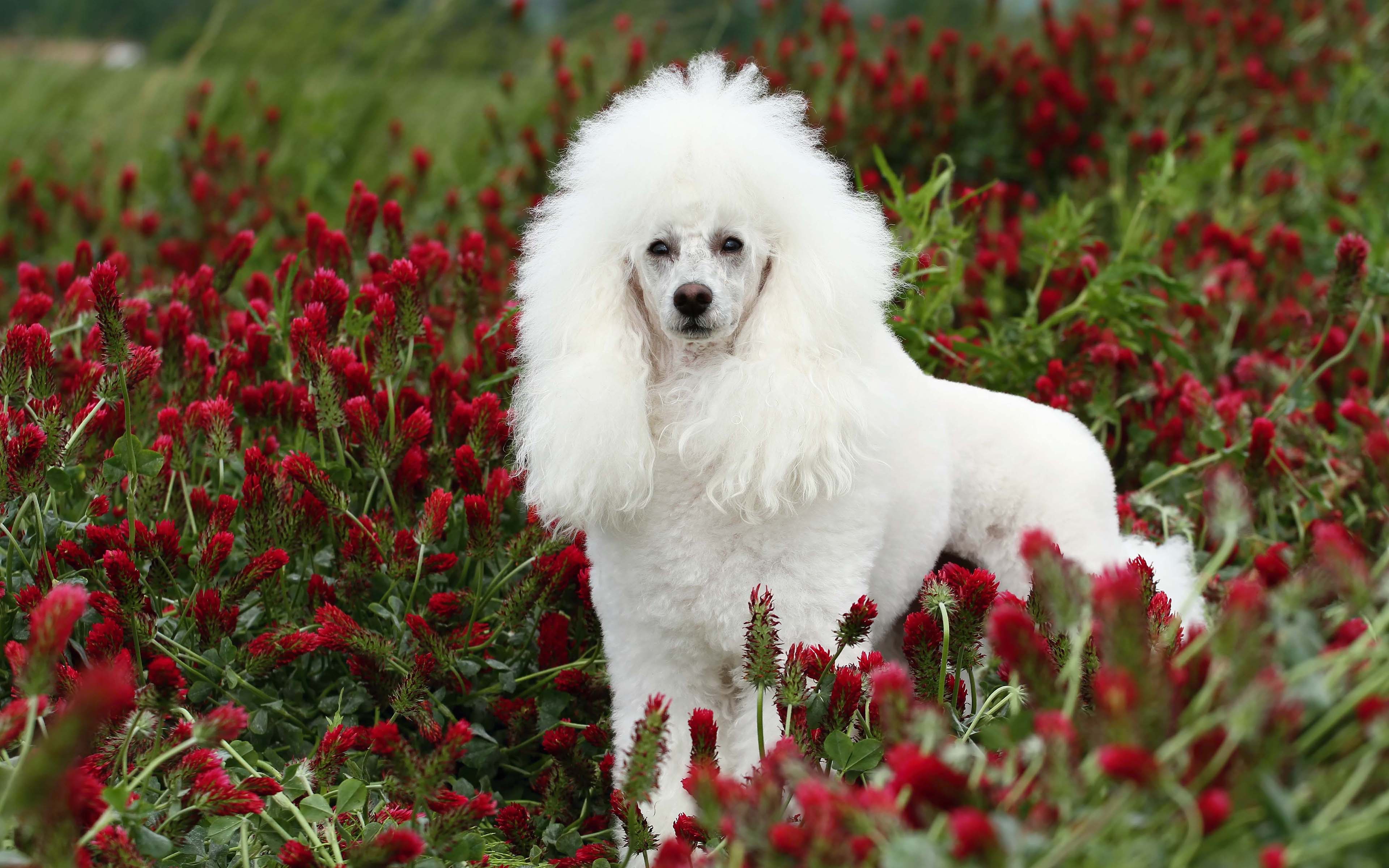 Обои глаза, цветы, взгляд, белый, собака, пудель, eyes, flowers, look, white, dog, poodle разрешение 3840x2400 Загрузить