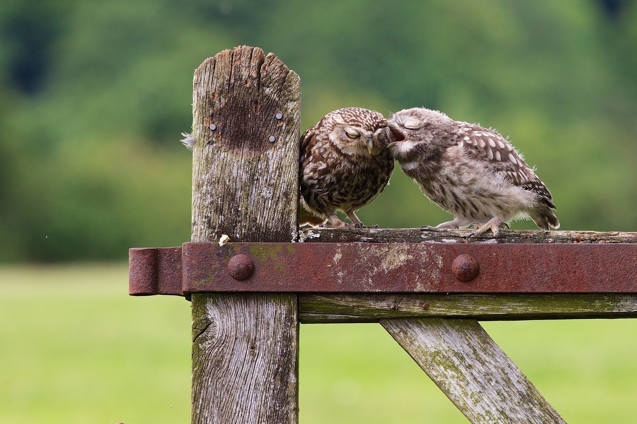 Обои птенец, природа, забор, птицы, совы, сыч, chick, nature, the fence, birds, owls, owl разрешение 2048x1365 Загрузить