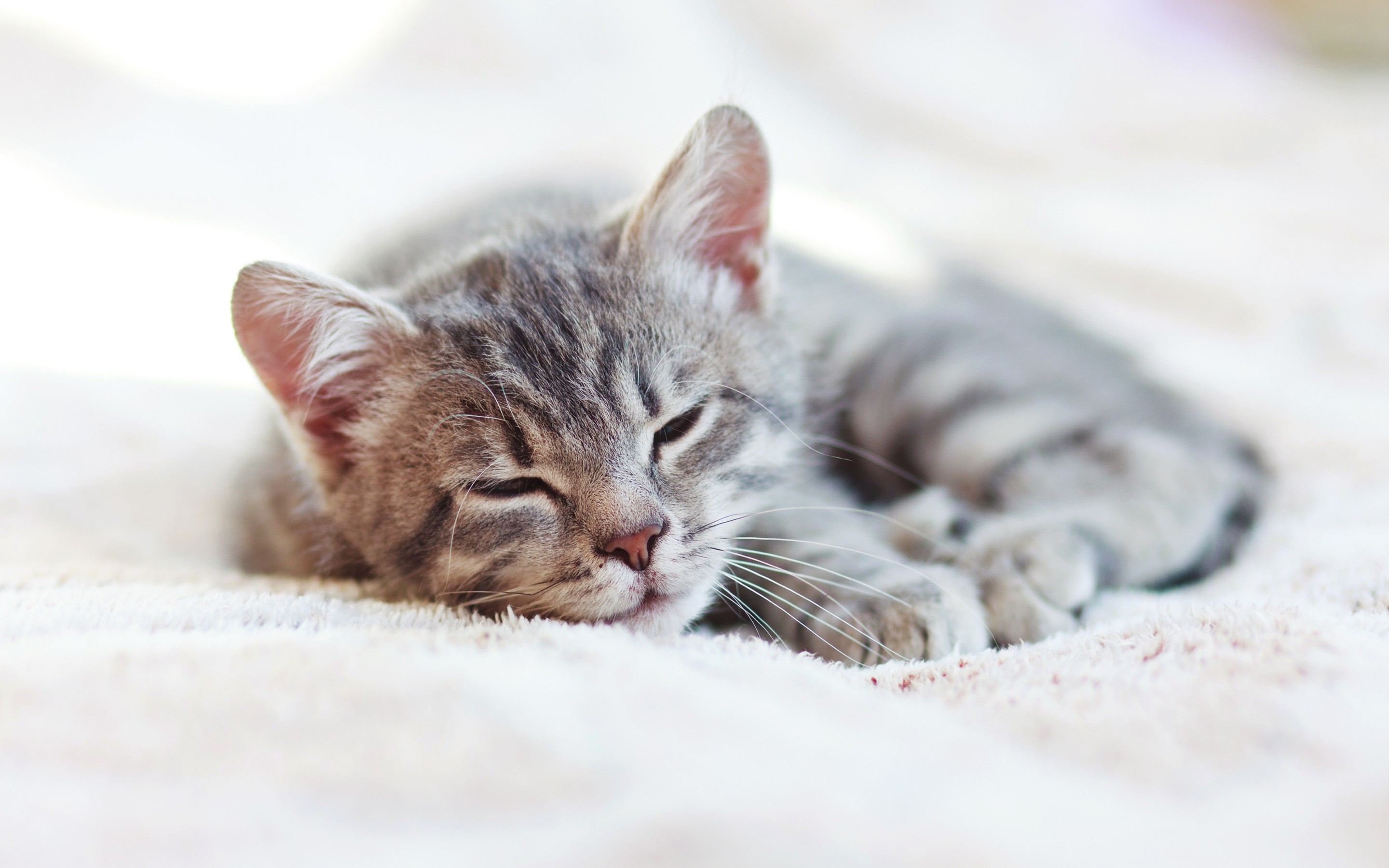 Обои кот, кошка, сон, котенок, дом, одеяло, cat, sleep, kitty, house, blanket разрешение 2880x1800 Загрузить