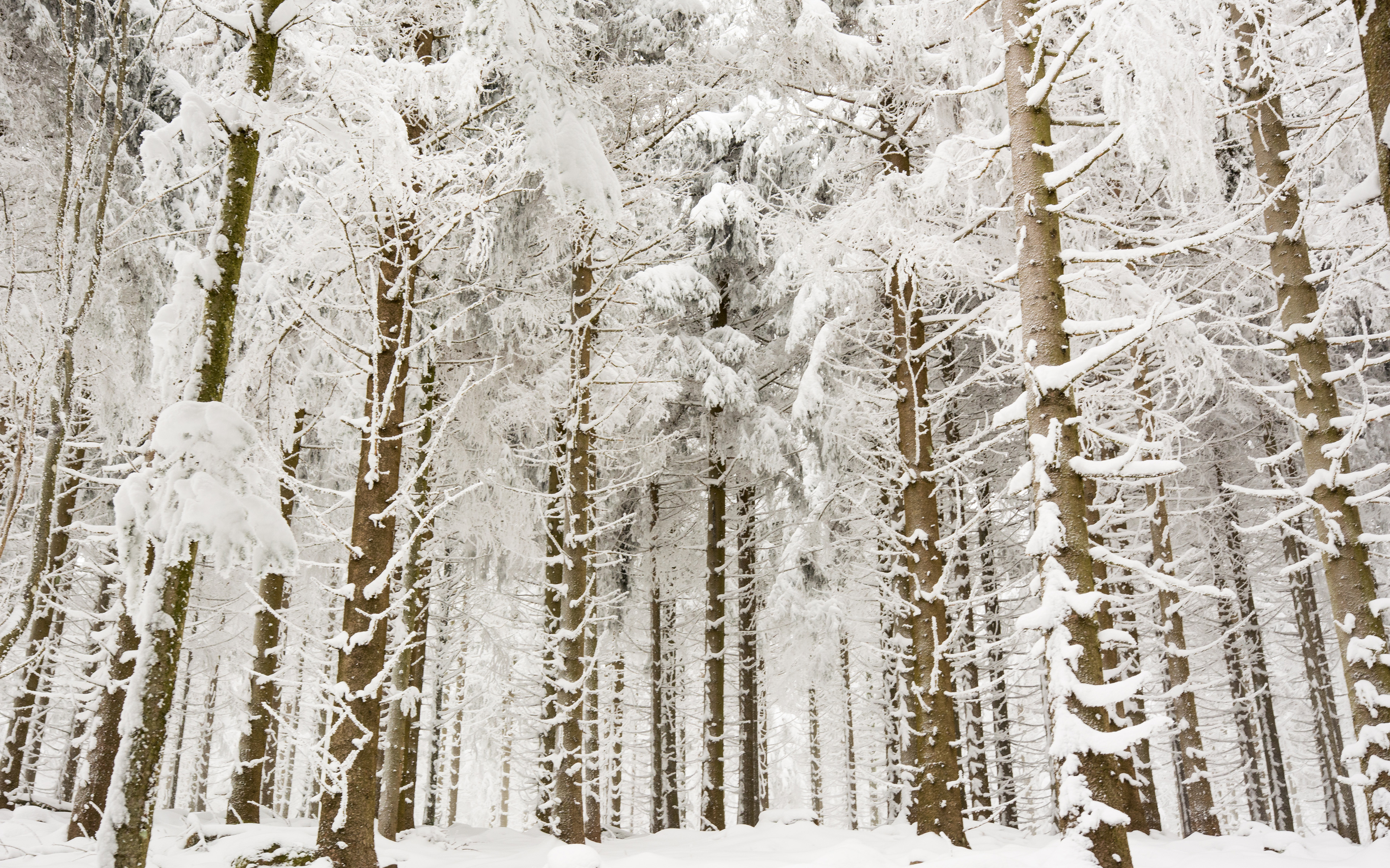 Обои деревья, снег, лес, зима, ветки, стволы, trees, snow, forest, winter, branches, trunks разрешение 3840x2400 Загрузить