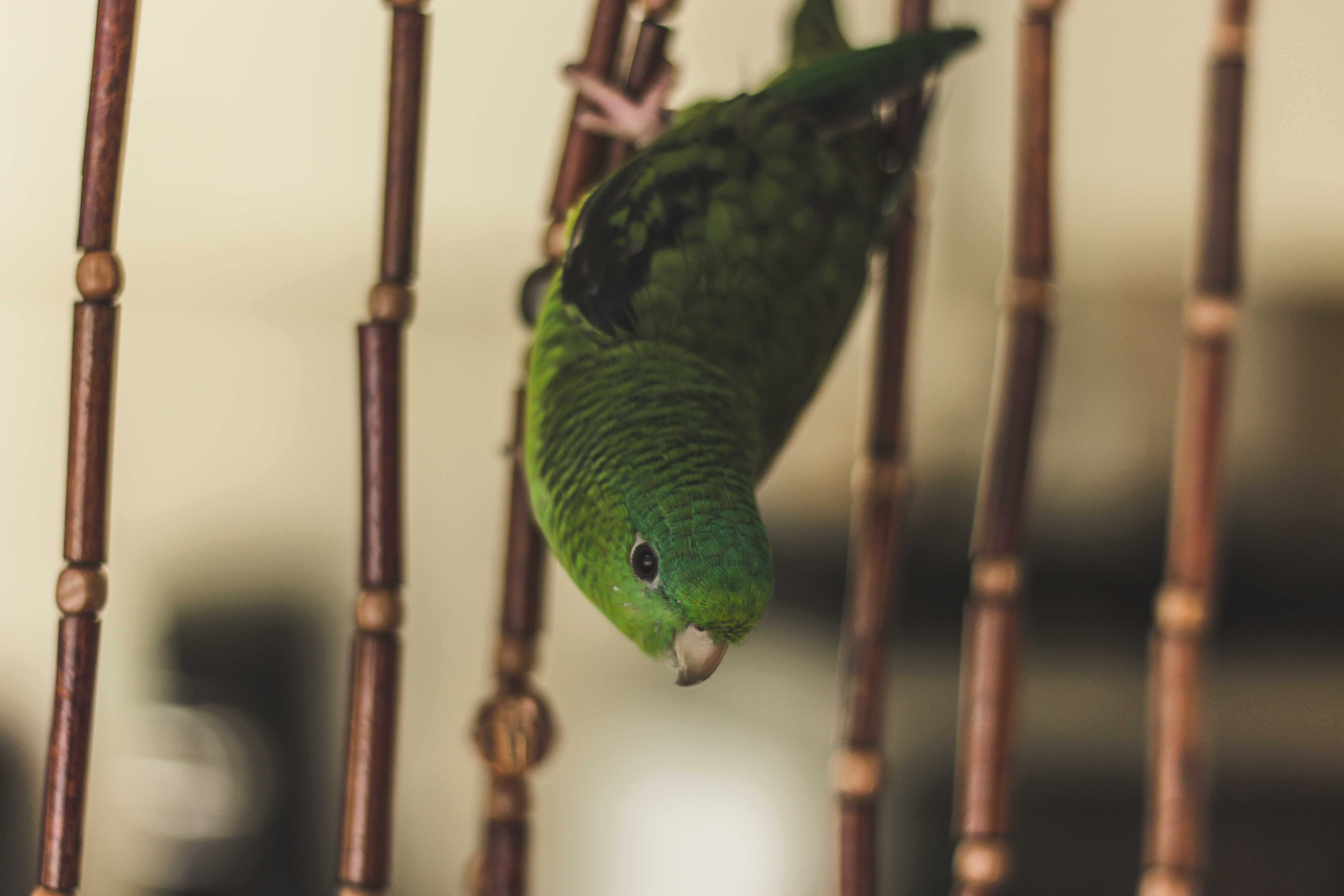 Обои зелёный, птица, клетка, попугай, green, bird, cell, parrot разрешение 5184x3456 Загрузить