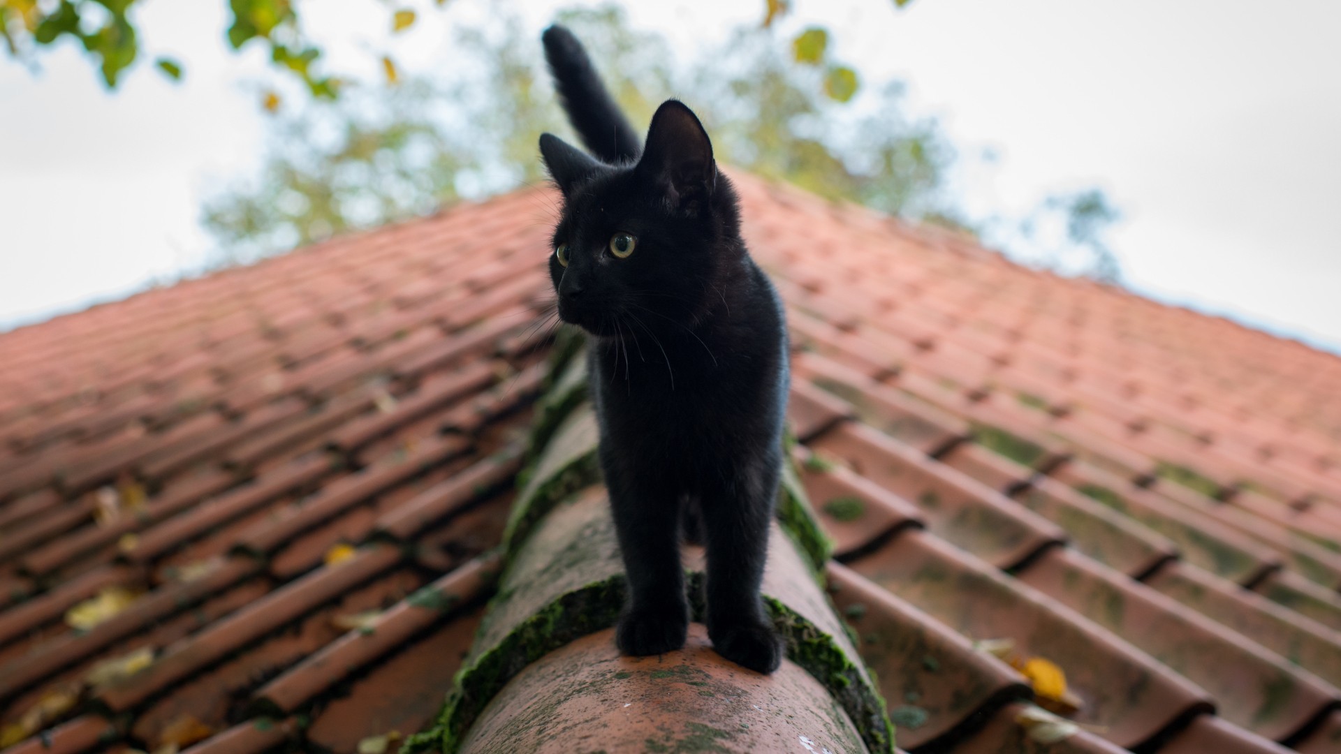 Обои глаза, кот, лето, кошка, черная, крыша, eyes, cat, summer, black, roof разрешение 1920x1080 Загрузить