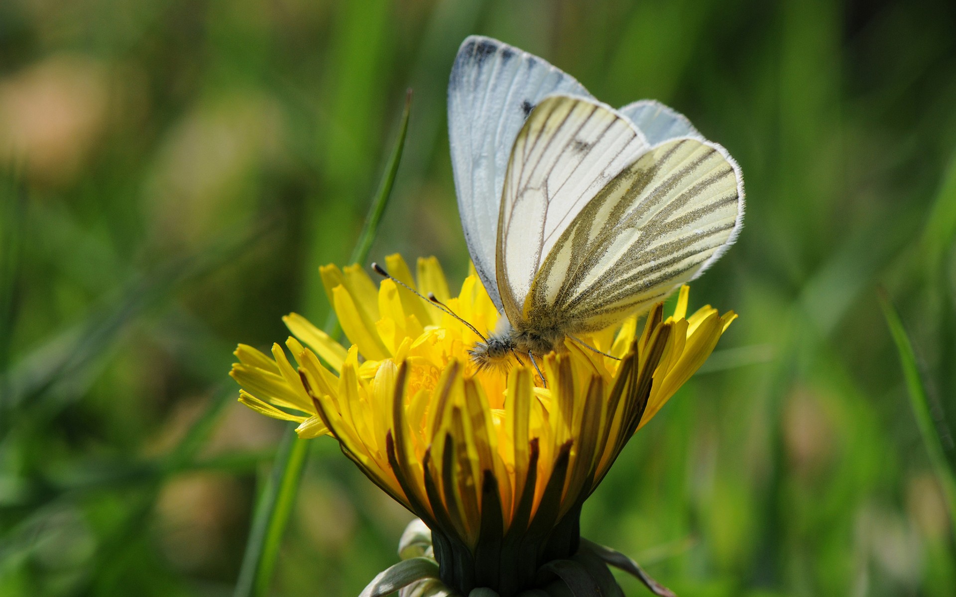 Обои трава, насекомое, цветок, бабочка, крылья, одуванчик, grass, insect, flower, butterfly, wings, dandelion разрешение 1920x1200 Загрузить