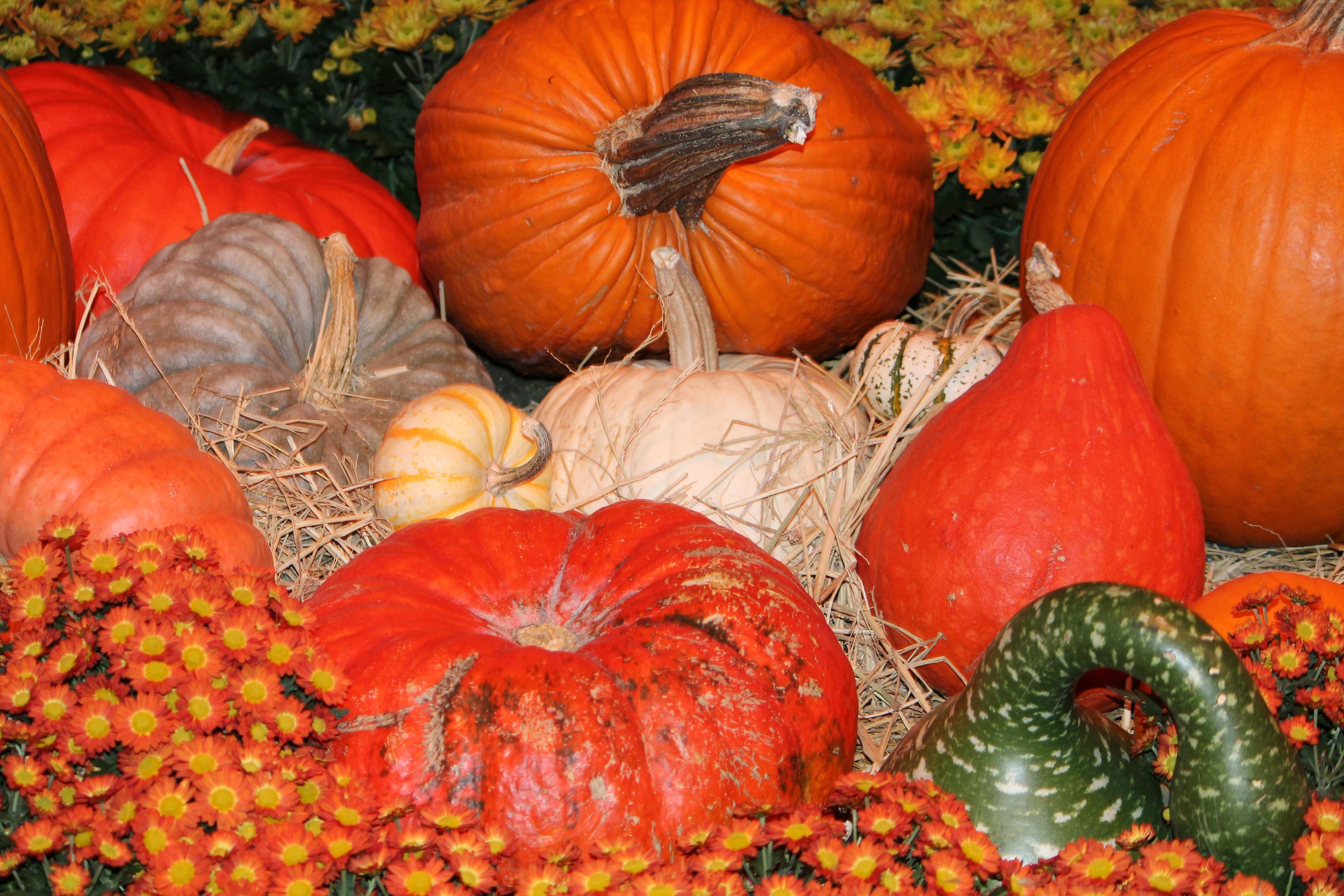 Обои осень, урожай, овощи, тыквы, тыква, плоды осени, autumn, harvest, vegetables, pumpkin, fruits fall разрешение 4272x2848 Загрузить