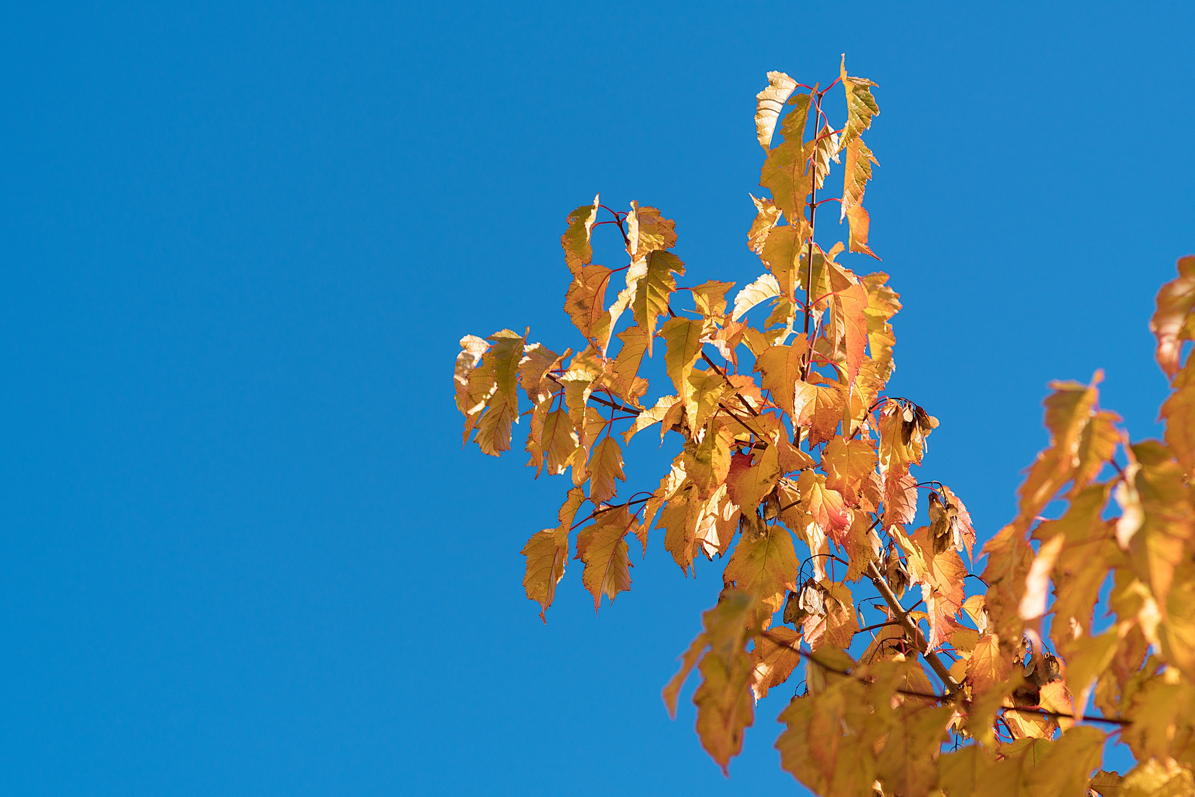 Обои небо, природа, дерево, листья, ветки, листва, осень, the sky, nature, tree, leaves, branches, foliage, autumn разрешение 4000x2667 Загрузить