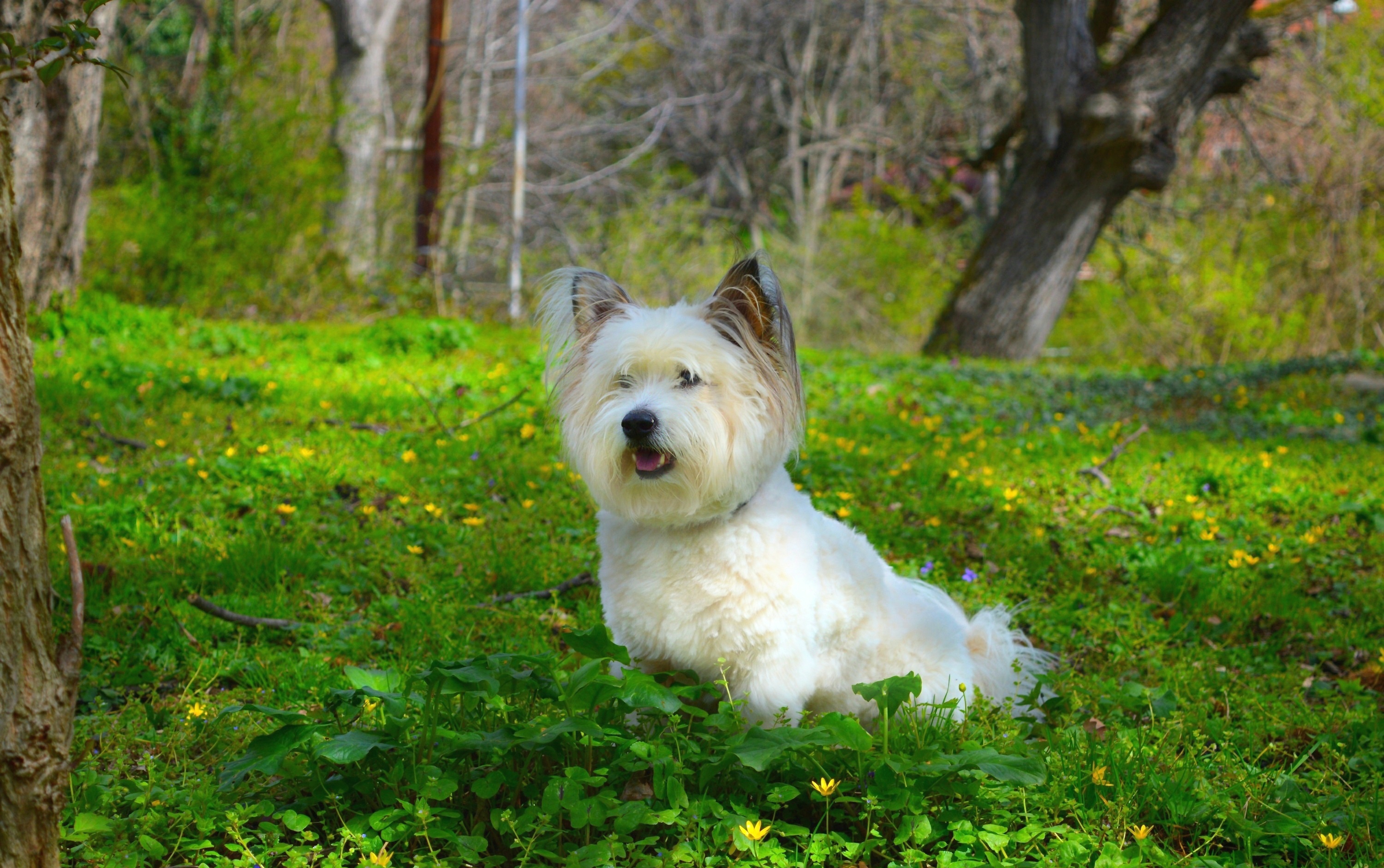 Обои трава, собачка, вест-хайленд-уайт-терьер, grass, dog, the west highland white terrier разрешение 3000x1883 Загрузить