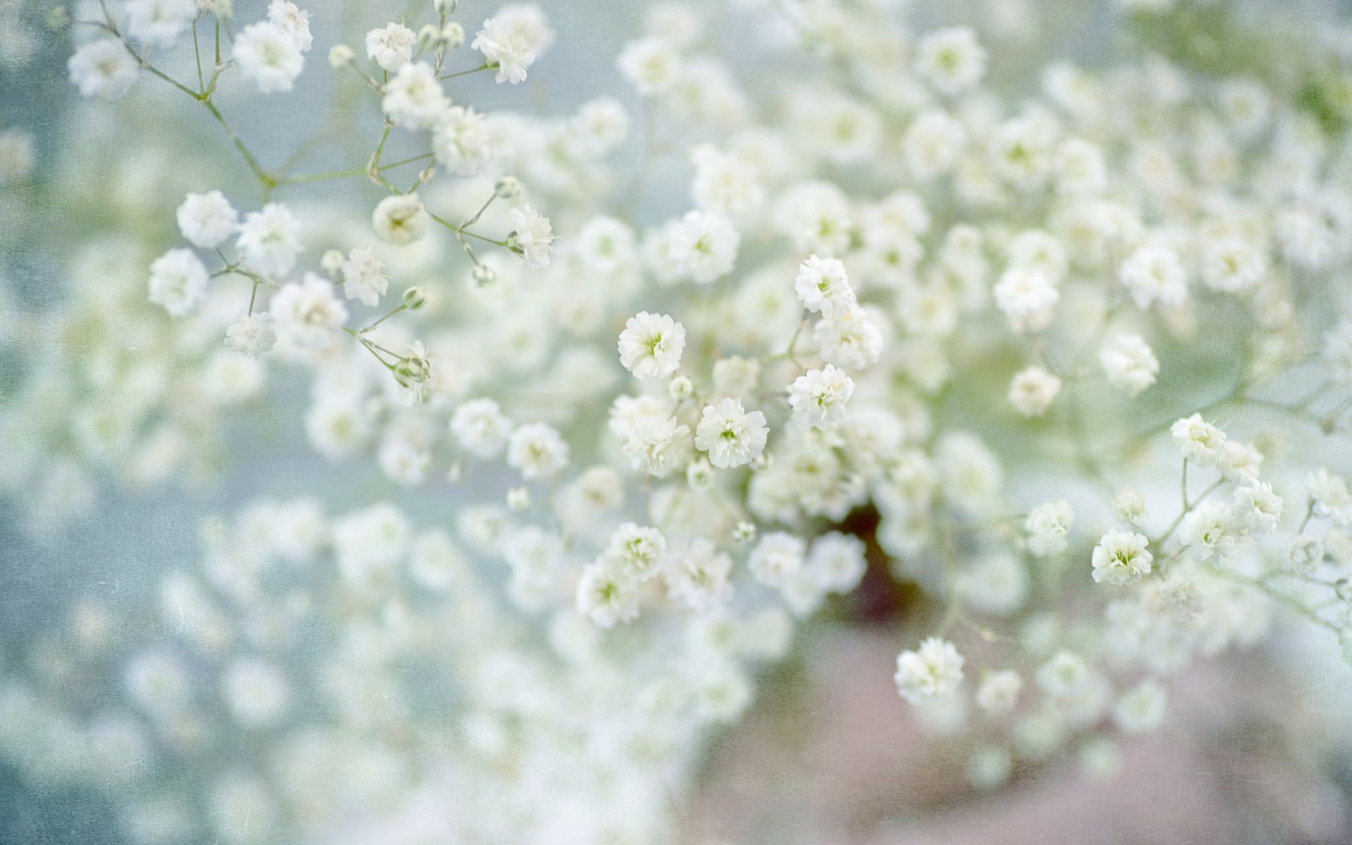 Белые цветы гипсофила