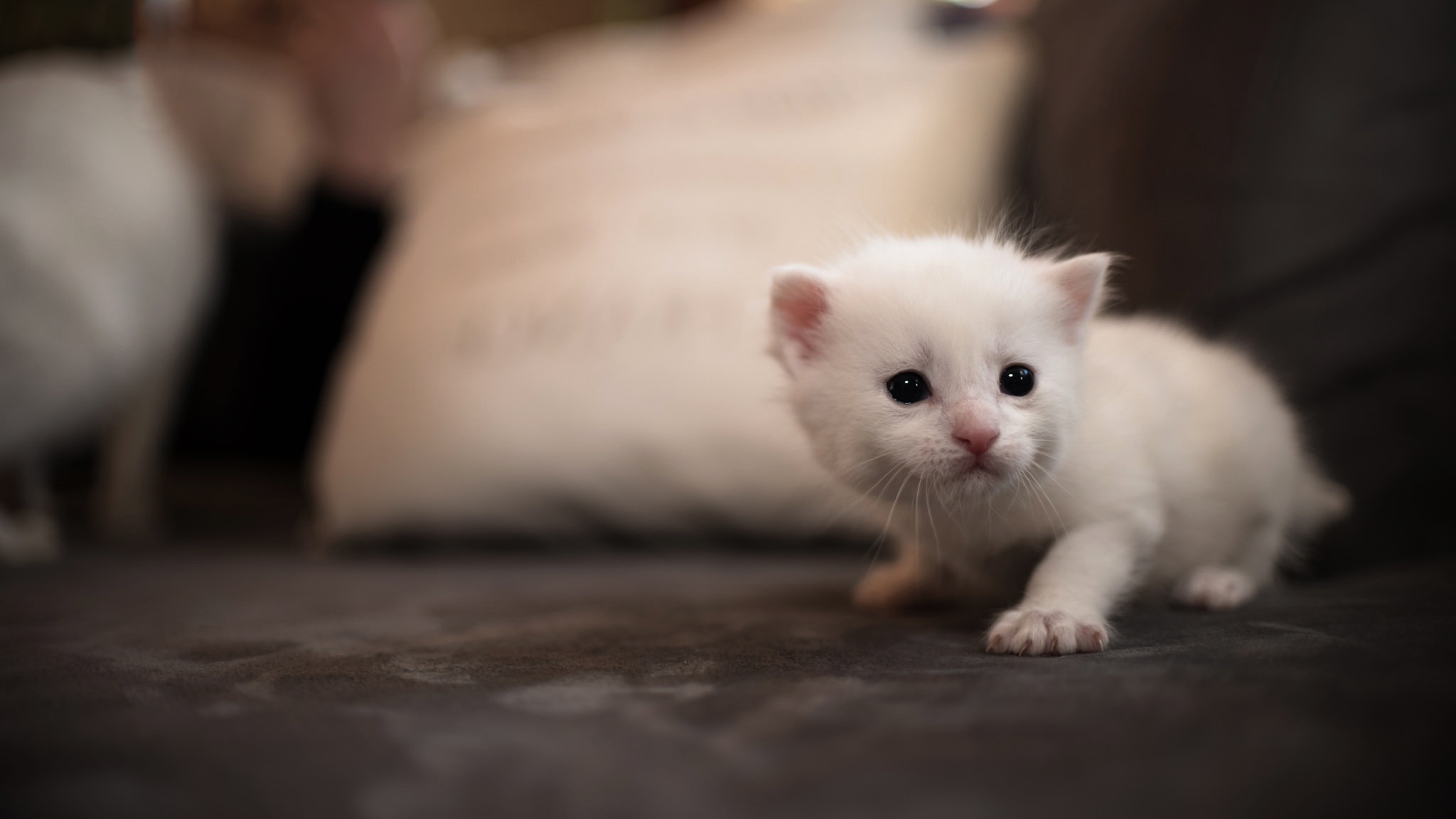 Обои фон, кот, мордочка, кошка, котенок, белый, диван, подушка, глазки, eyes, background, cat, muzzle, kitty, white, sofa, pillow разрешение 2048x1152 Загрузить