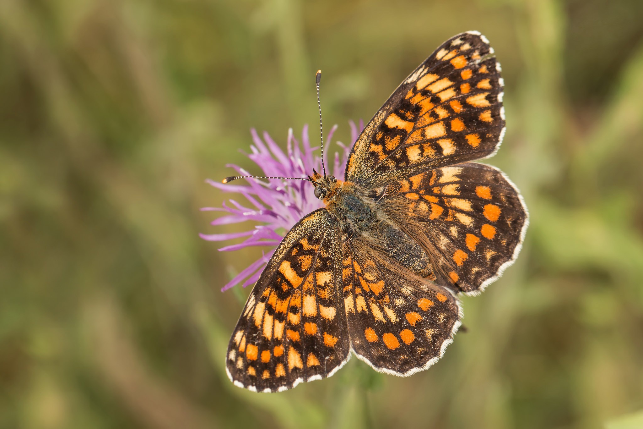 Обои насекомое, цветок, бабочка, крылья, боке, шашечница, insect, flower, butterfly, wings, bokeh, the metalmark разрешение 2048x1365 Загрузить