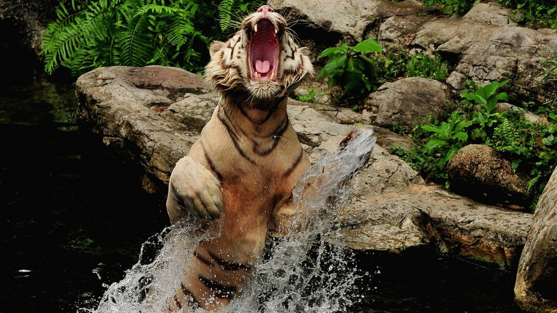 Обои тигр, вода, камни, брызги, прыжок, оскал, пасть, tiger, water, stones, squirt, jump, grin, mouth разрешение 1920x1080 Загрузить
