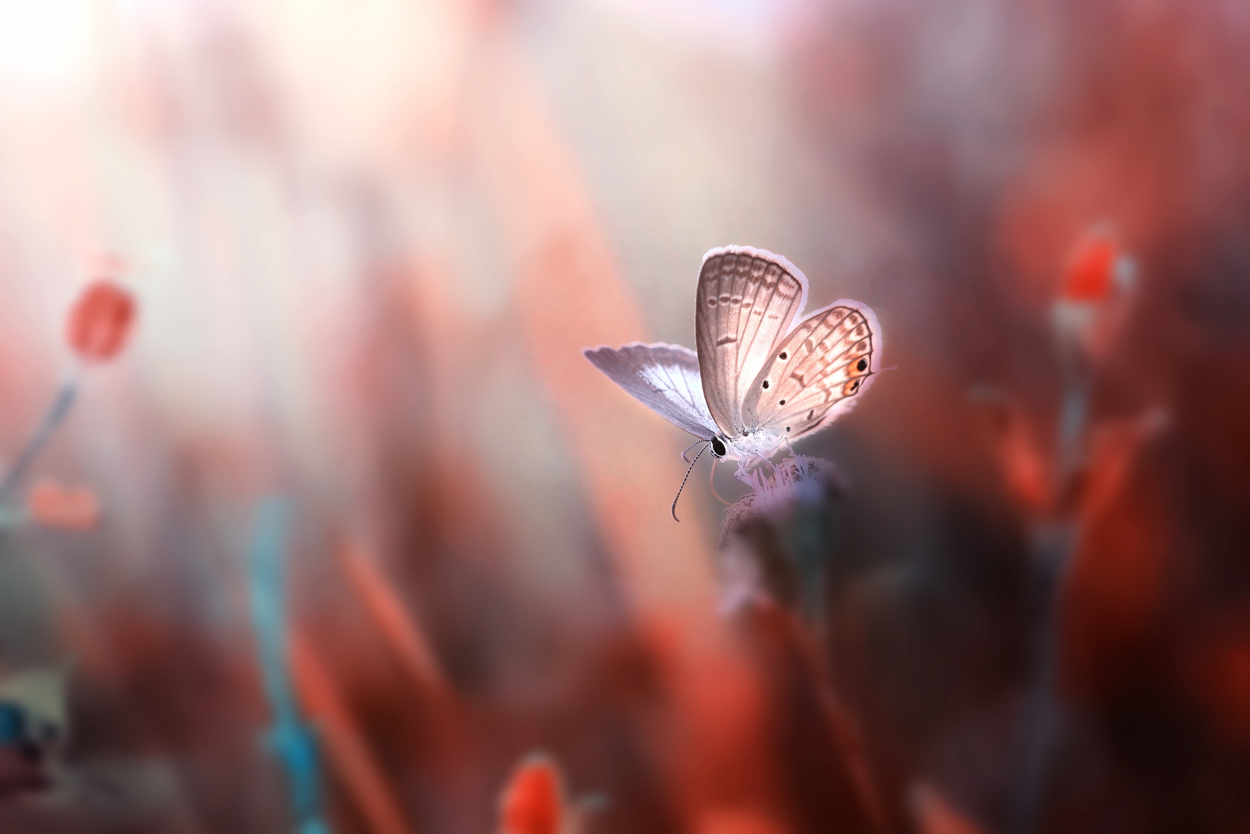 Обои цветы, насекомое, фон, бабочка, крылья, размытость, flowers, insect, background, butterfly, wings, blur разрешение 2500x1667 Загрузить