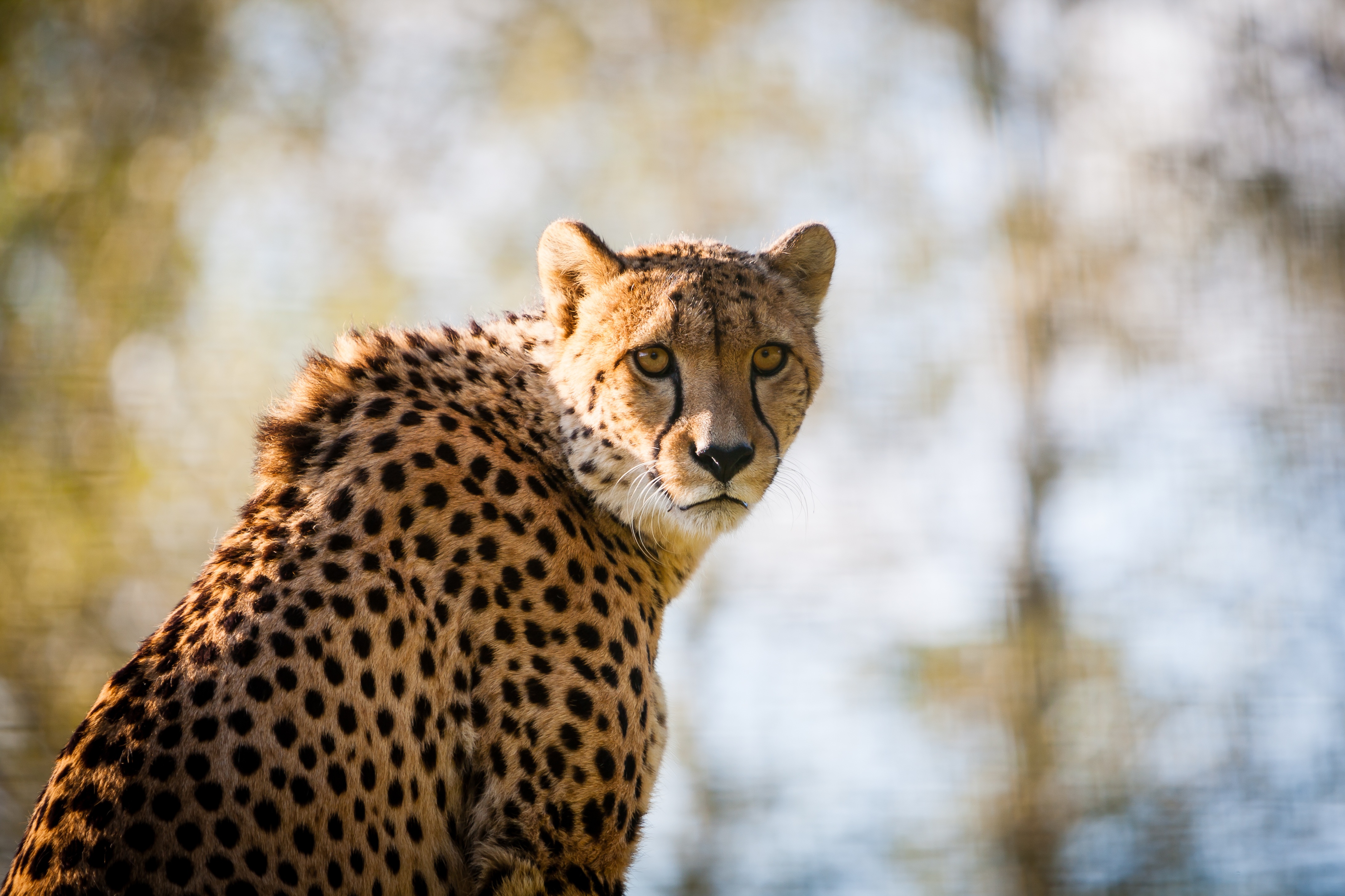 Обои глаза, морда, взгляд, размытость, хищник, большая кошка, гепард, eyes, face, look, blur, predator, big cat, cheetah разрешение 4368x2912 Загрузить