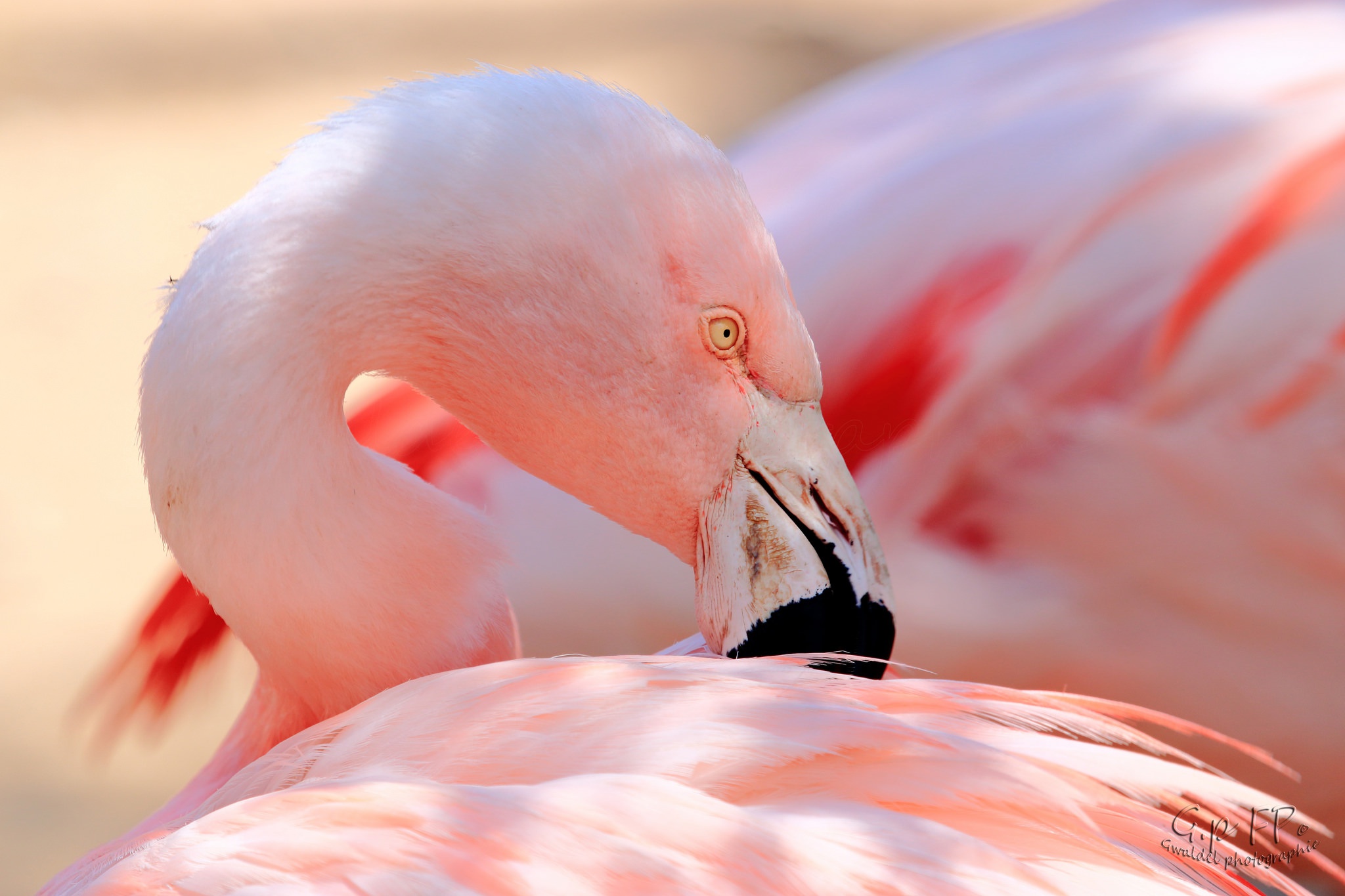 Обои фламинго, птица, клюв, перья, flamingo, bird, beak, feathers разрешение 2048x1365 Загрузить
