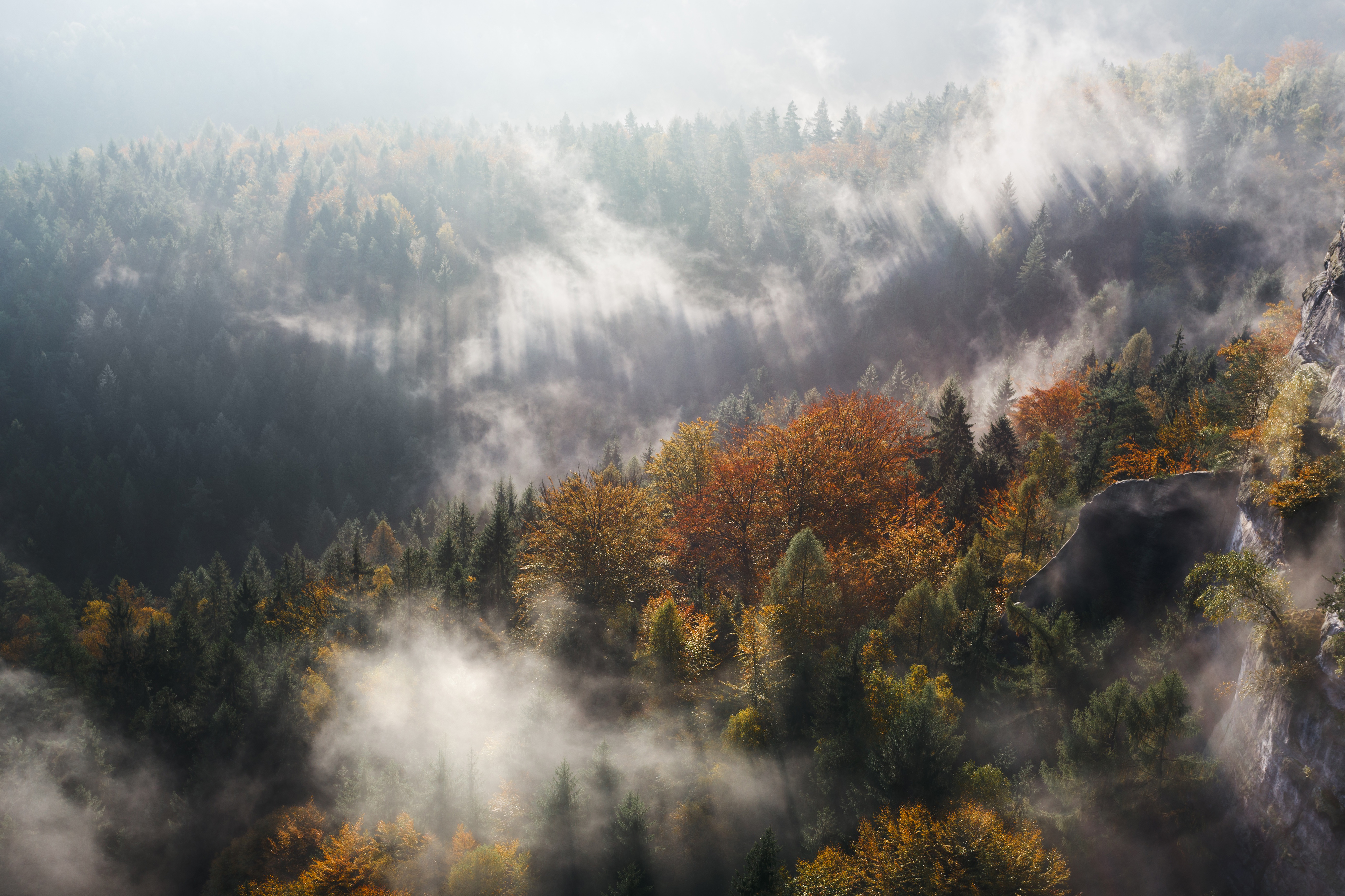 Обои деревья, горы, лес, туман, осень, ущелье, trees, mountains, forest, fog, autumn, gorge разрешение 4000x2667 Загрузить