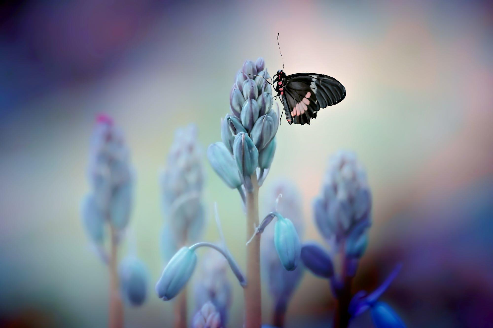 Обои цветы, насекомое, бабочка, крылья, vinny rojas, flowers, insect, butterfly, wings разрешение 2000x1333 Загрузить