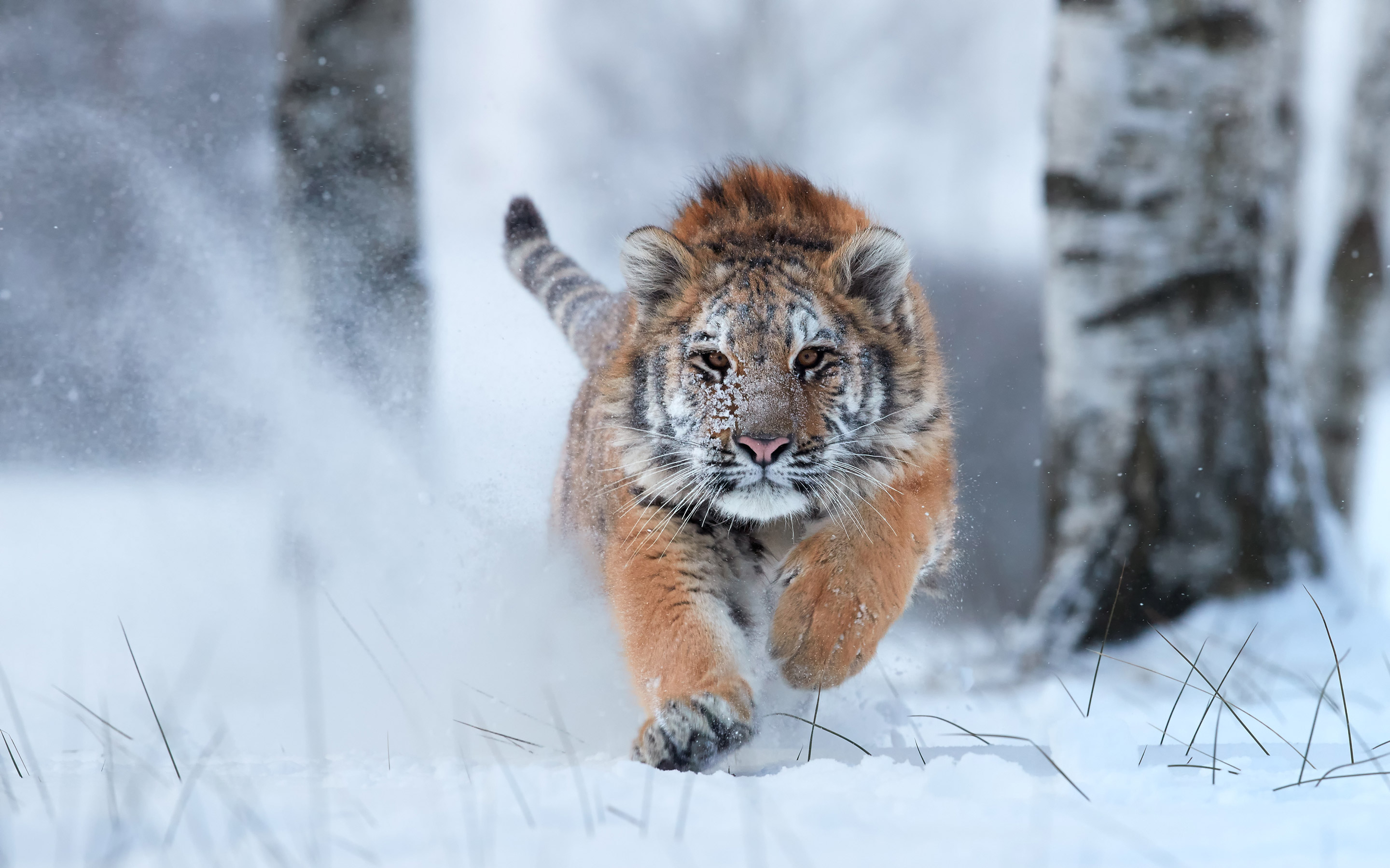 Обои тигр, снег, зима, хищник, большая кошка, tiger, snow, winter, predator, big cat разрешение 2880x1800 Загрузить