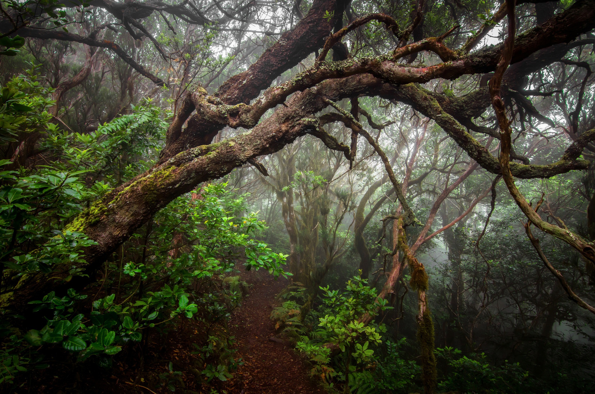 Обои деревья, растения, лес, туман, стволы, тропинка, trees, plants, forest, fog, trunks, path разрешение 2048x1356 Загрузить