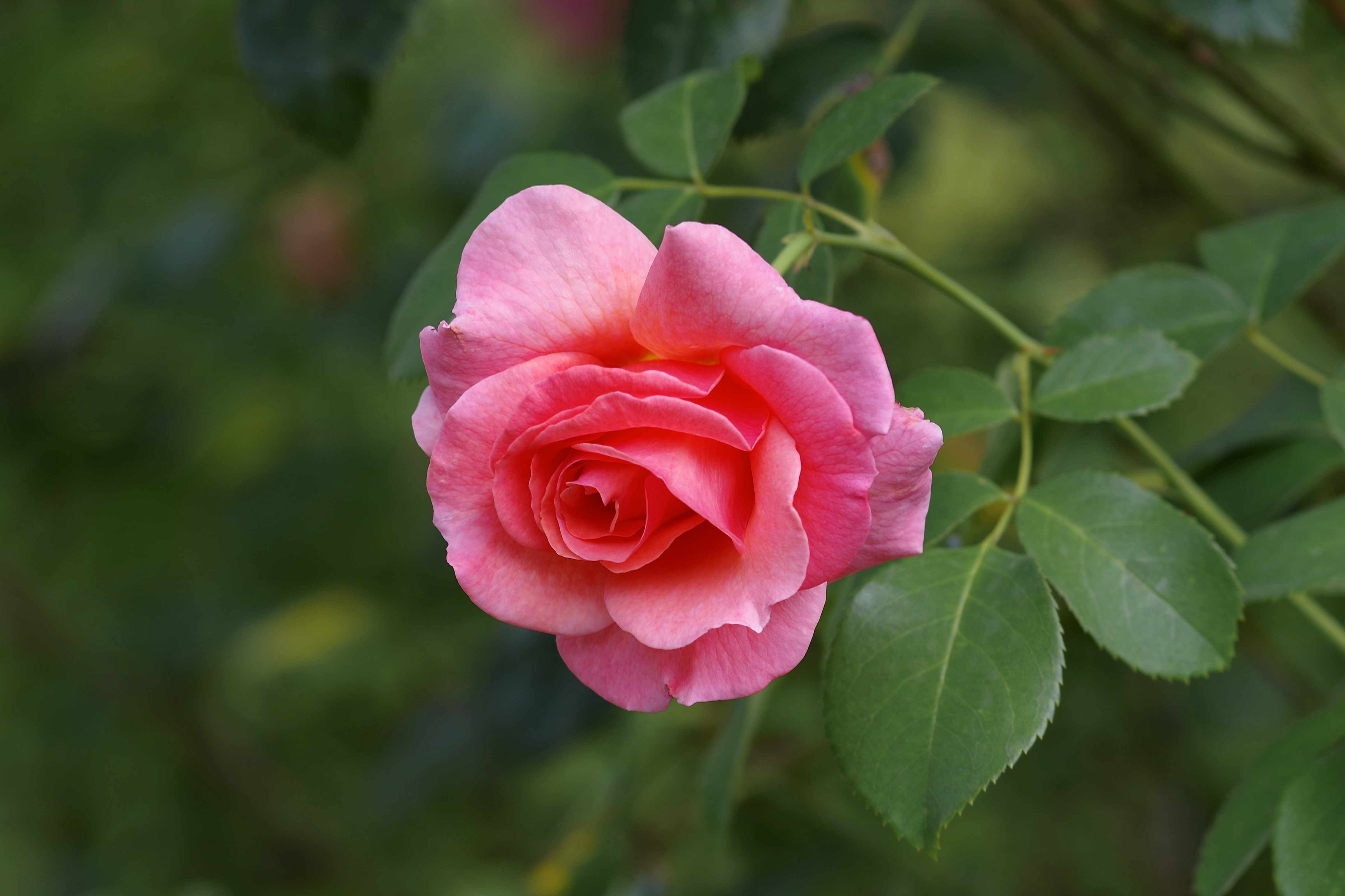 Обои макро, цветок, роза, лепестки, бутон, розовая роза, macro, flower, rose, petals, bud, pink rose разрешение 4800x3200 Загрузить